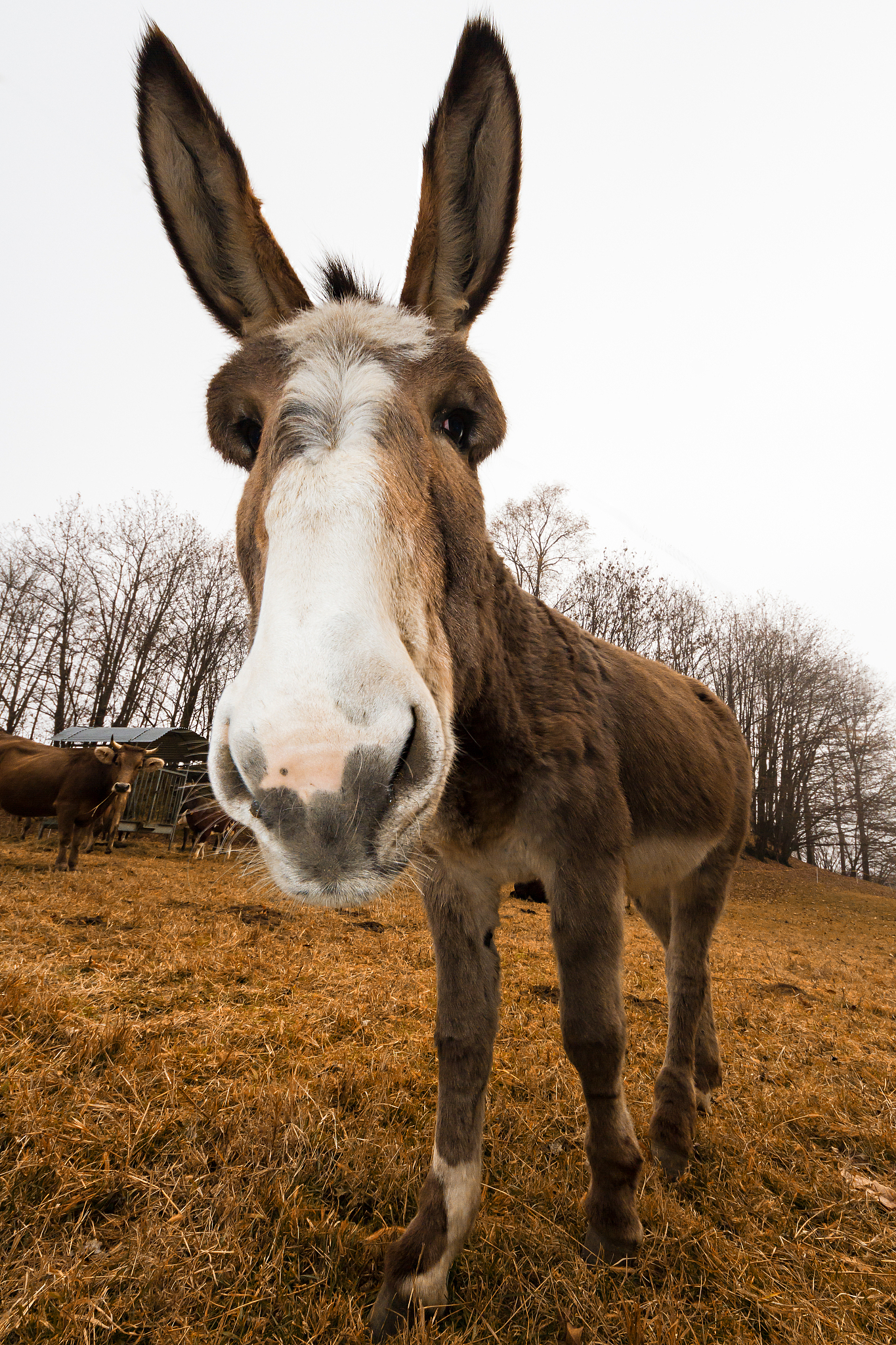 donkey staring at you
