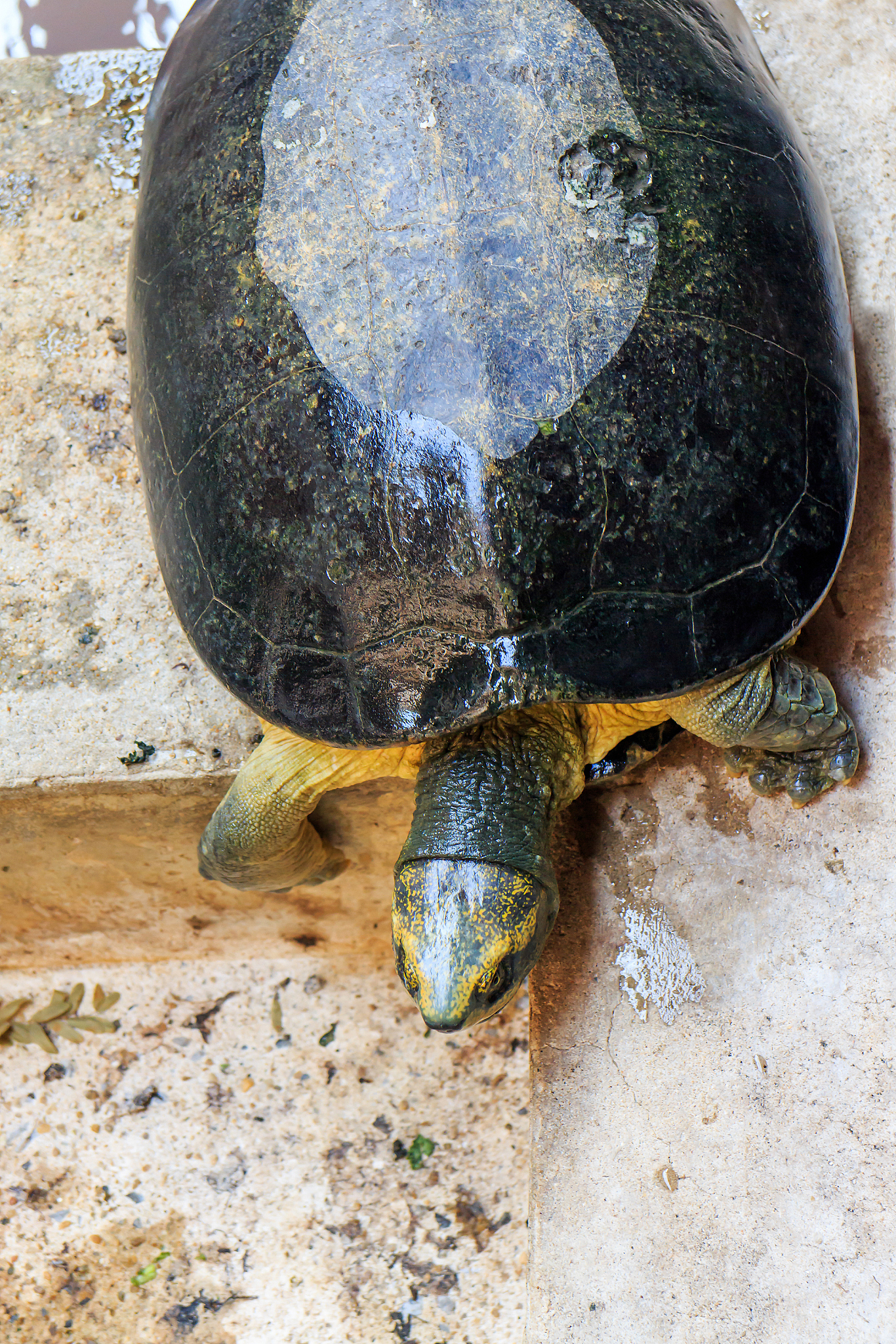 turtle