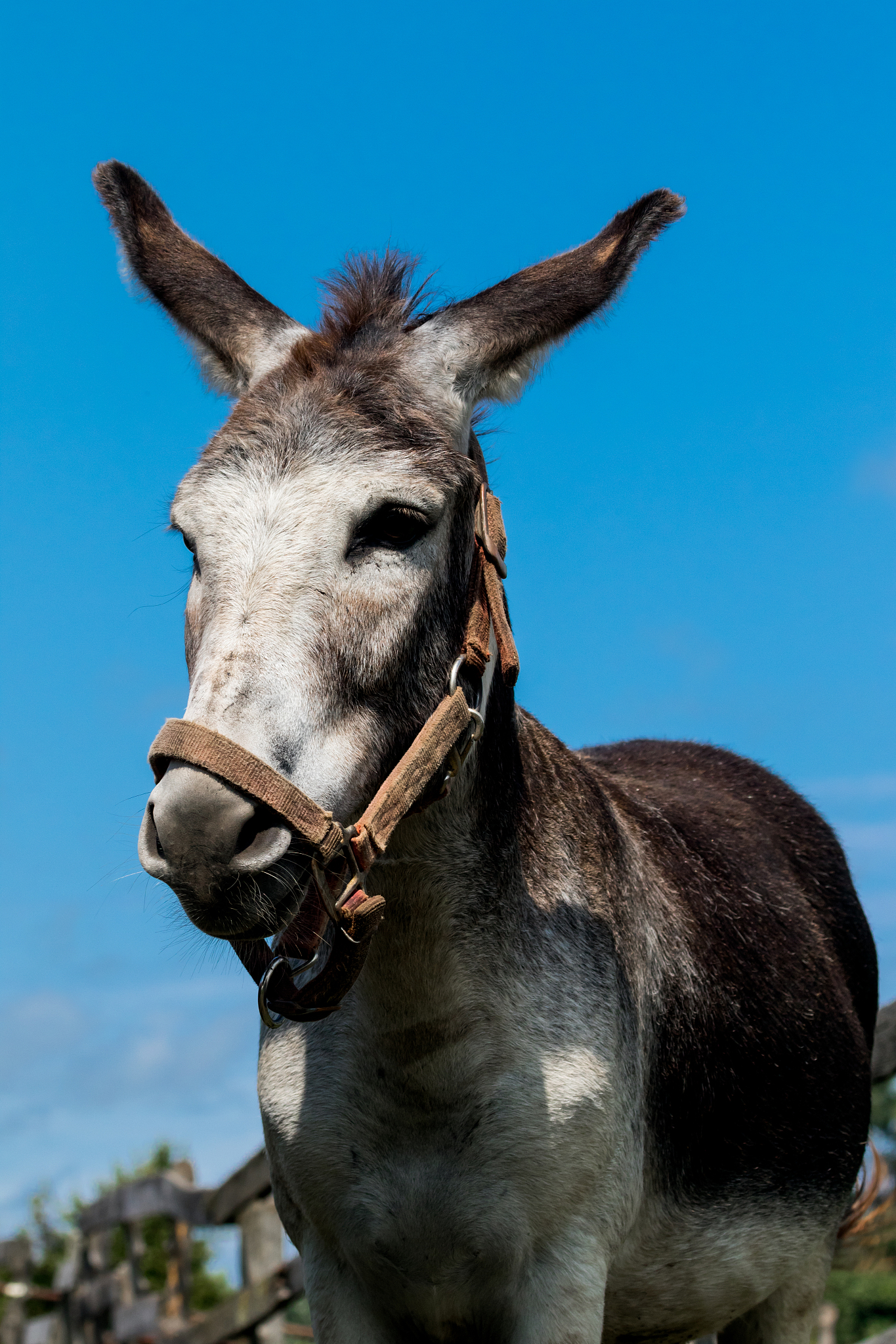 donkey