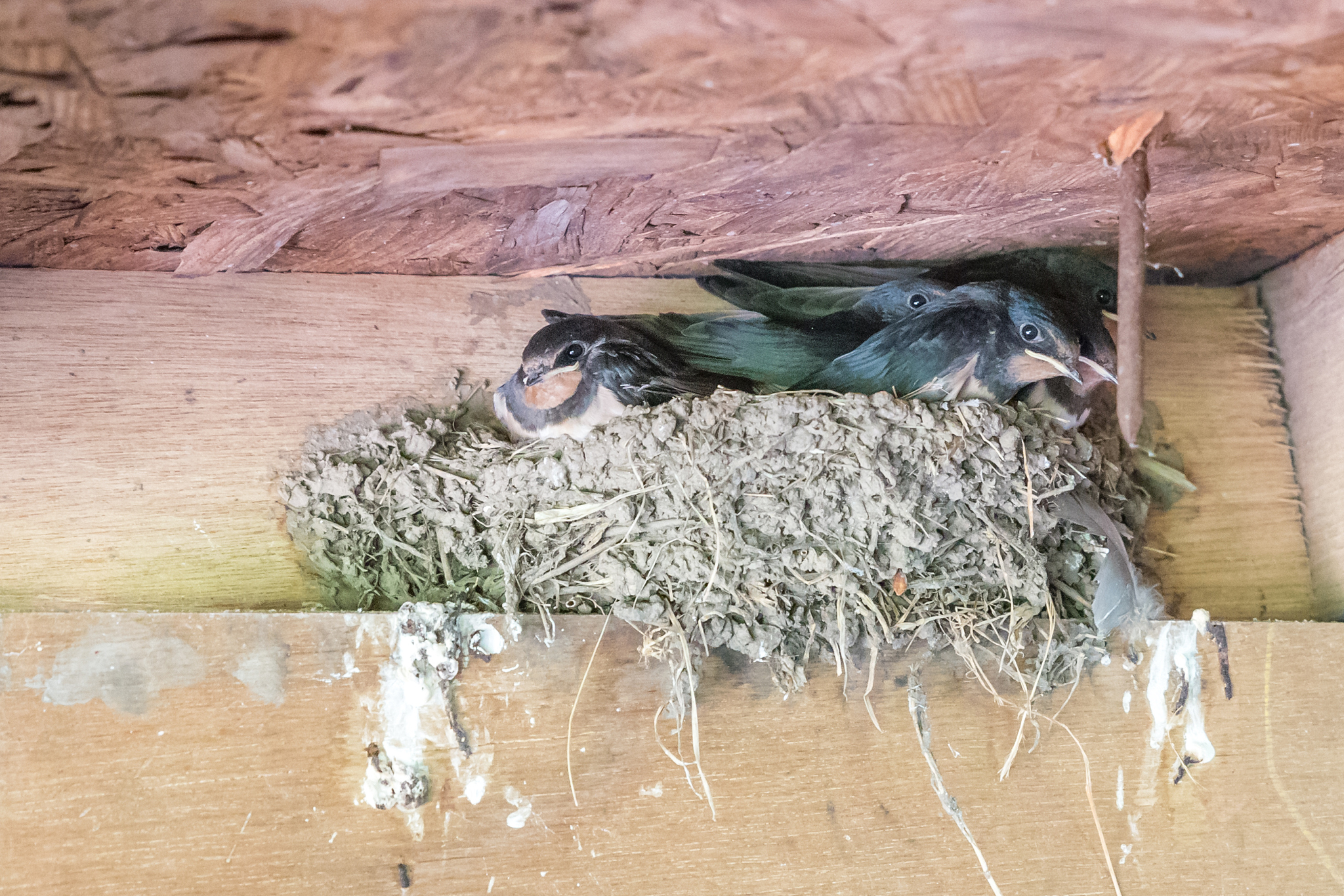 捡到一只小鸟他好像受伤了我把它带回家了我应该怎么照顾它？