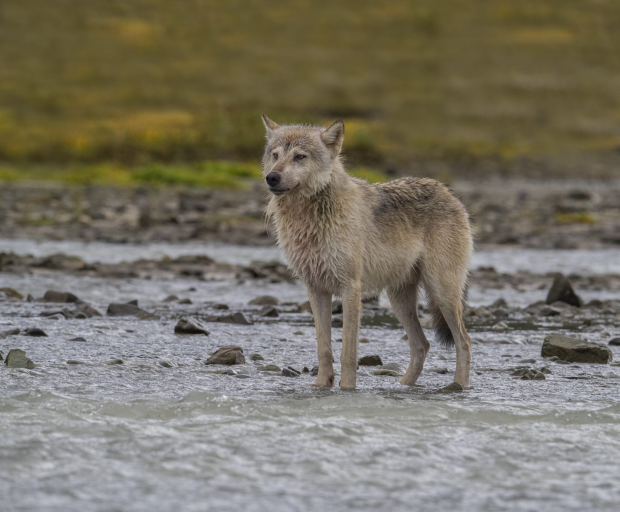 How to define The Real Man in Sea -Wolf