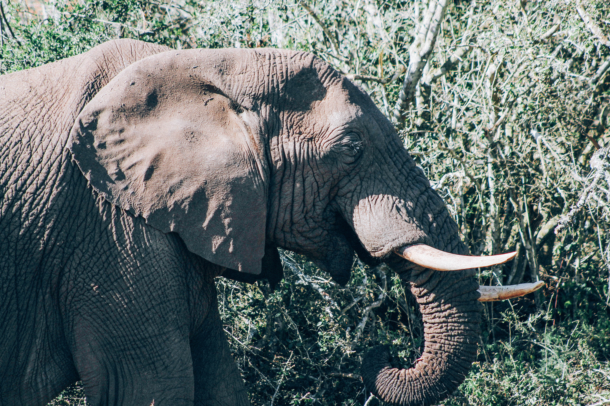 跨越海洋与森林的爱情：黑人鱼亚当和黑猩猩乔治的童话