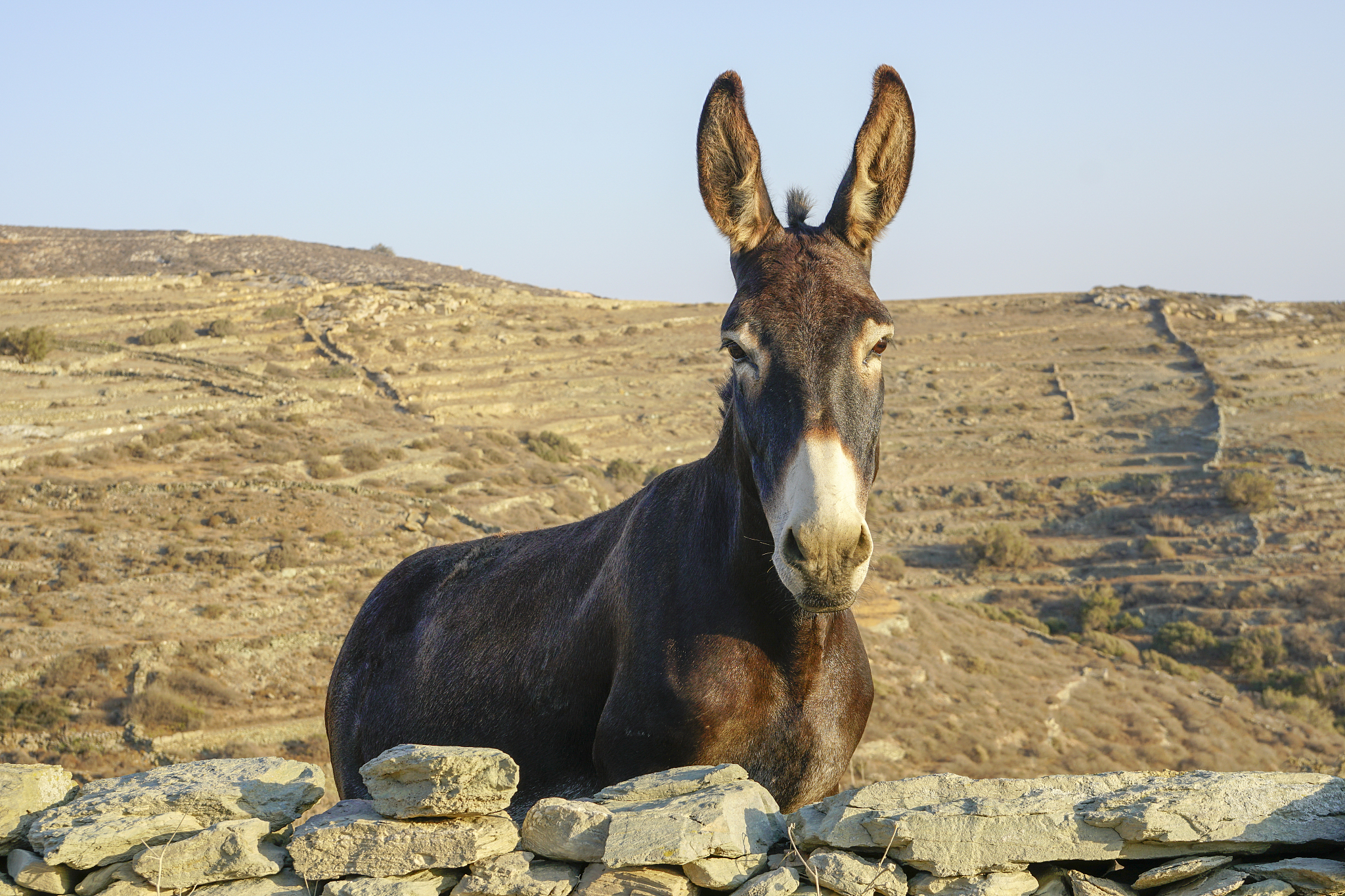 donkey