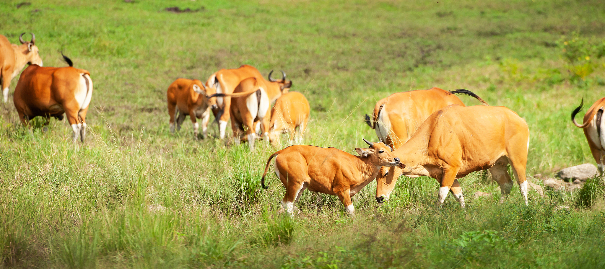 a herd of bantengs relaxing while feeding in the grassland.