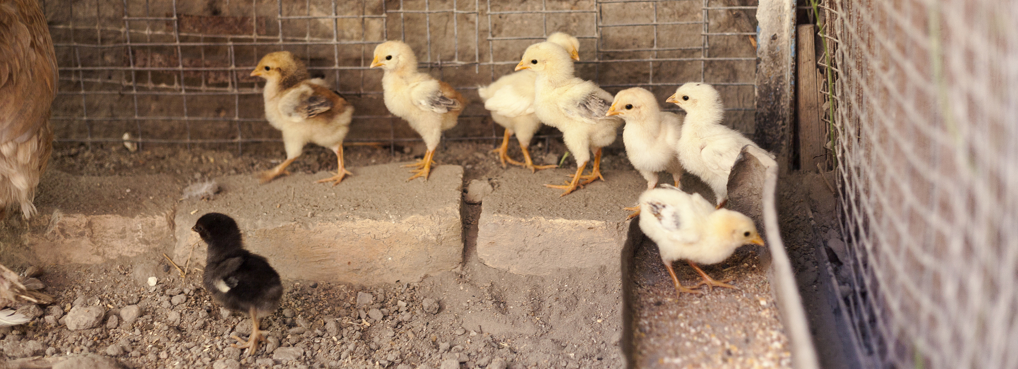 翻译以下内容为英文要求英语地道、学术化。即使引入目标检测技术还是很难在鸡舍现场高效地数数鸡蛋。原因在于真实养殖场包含较多干扰因素如高密度、遮荫或近景色干扰而目标检测缺乏对时序信息的关联导致鸡蛋的包围盒会频繁消失并且鸡舍现场空间有限不适合将模型部署在体积较大服务器上。因此在鸡舍现场开发可靠、轻量适用于边缘设备部署的鸡蛋数数算法是必要的。