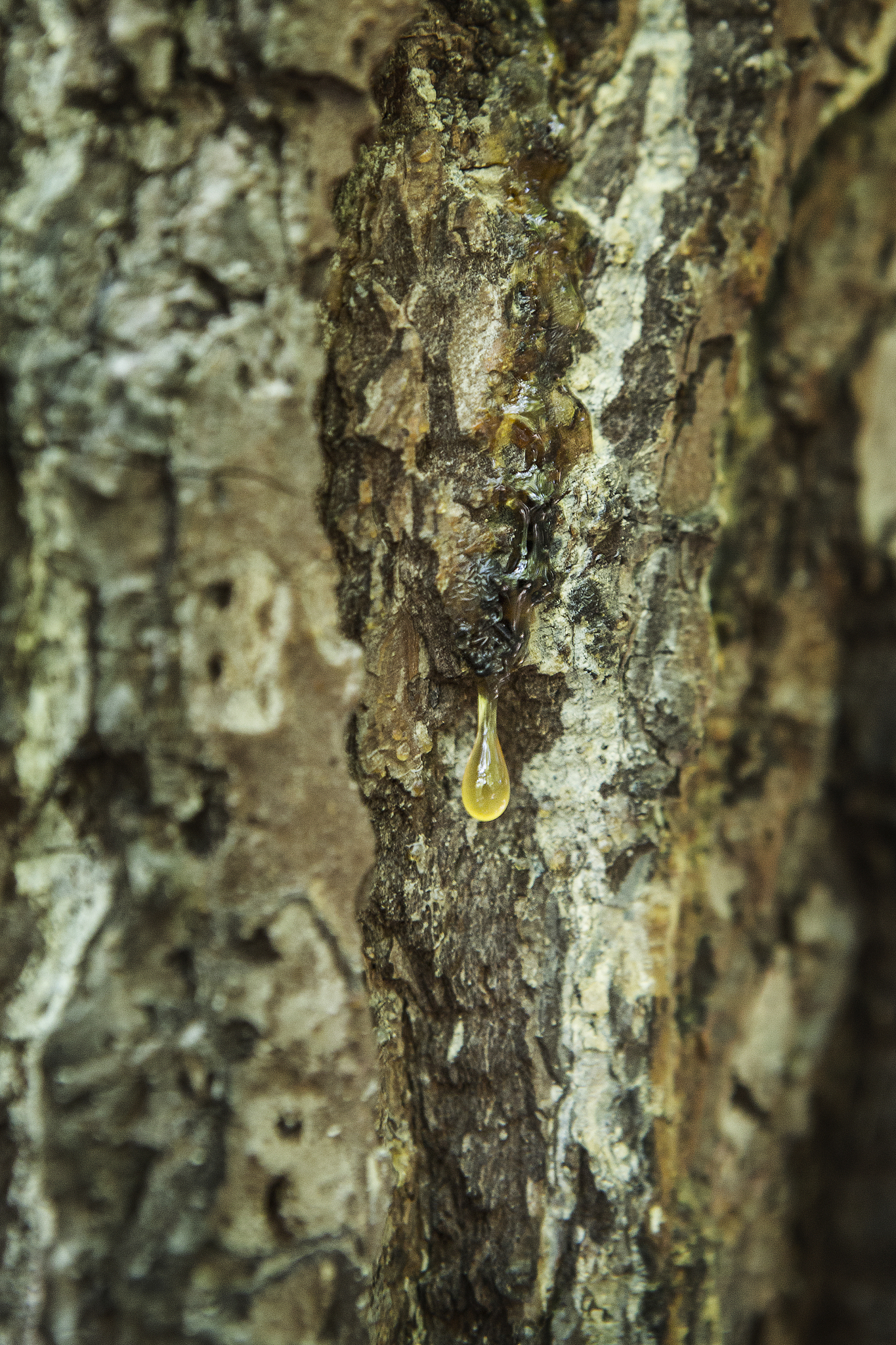 full frame shot of tree trunk with rosin