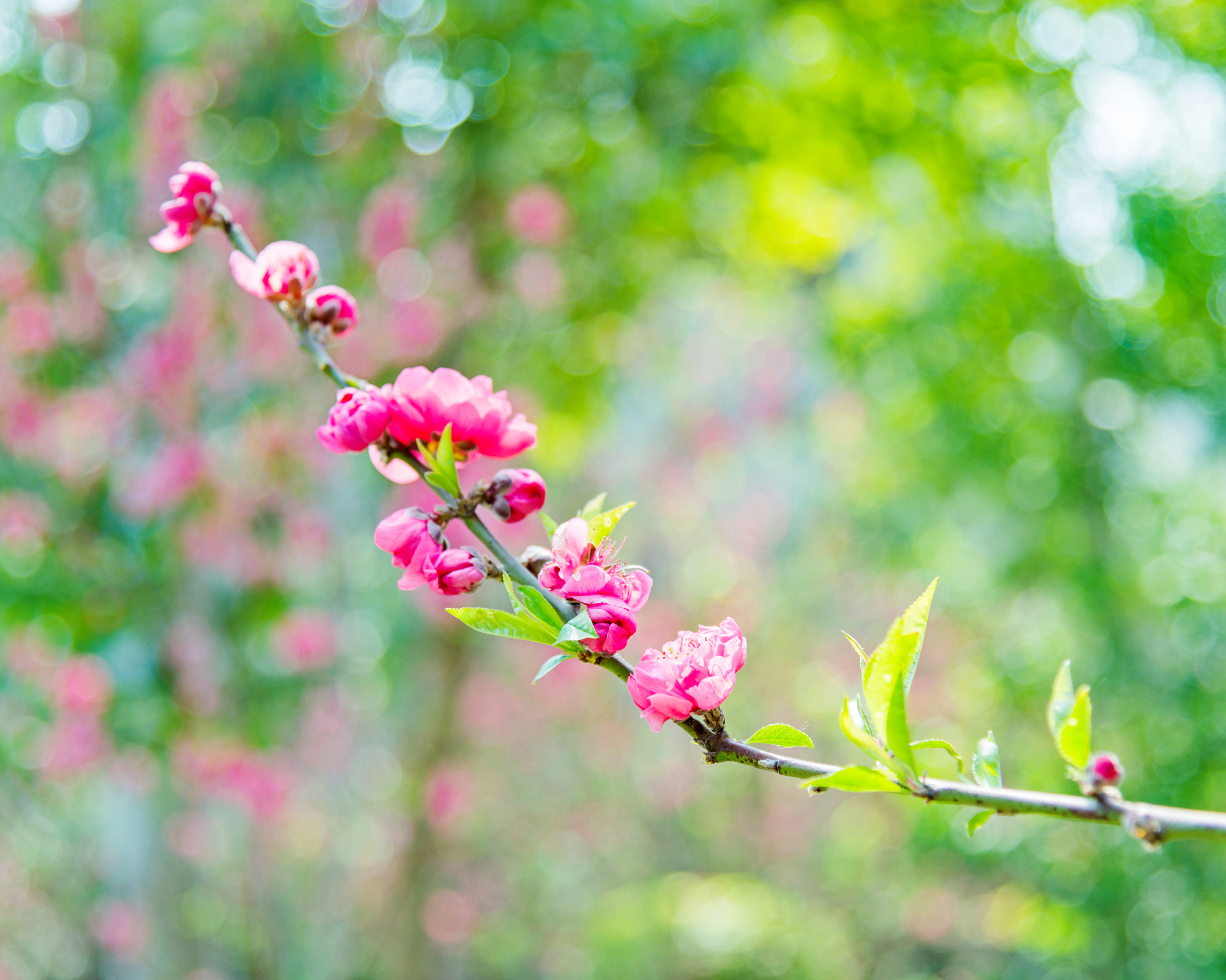 春 如何用优美富有哲学的思想描述春天是大地的复苏是生命的再次绽放。万物从沉睡中苏醒细腻的花瓣和嫩绿的叶子如同一件件精致的艺术品细腻而充满生命力。春天的阳光温暖而明媚给人以希望与勇气仿佛在告诉我们不论经历多少寒冷与荒凉生命总会在春天里得到新的生长和繁荣。春天是一种信仰一种对生命的坚定信念。思考春天也是一种转变和变化的象征。在春天里我们可以看到自然万物的蜕变和更新每一次的春天都是新的开始和新的希望。正