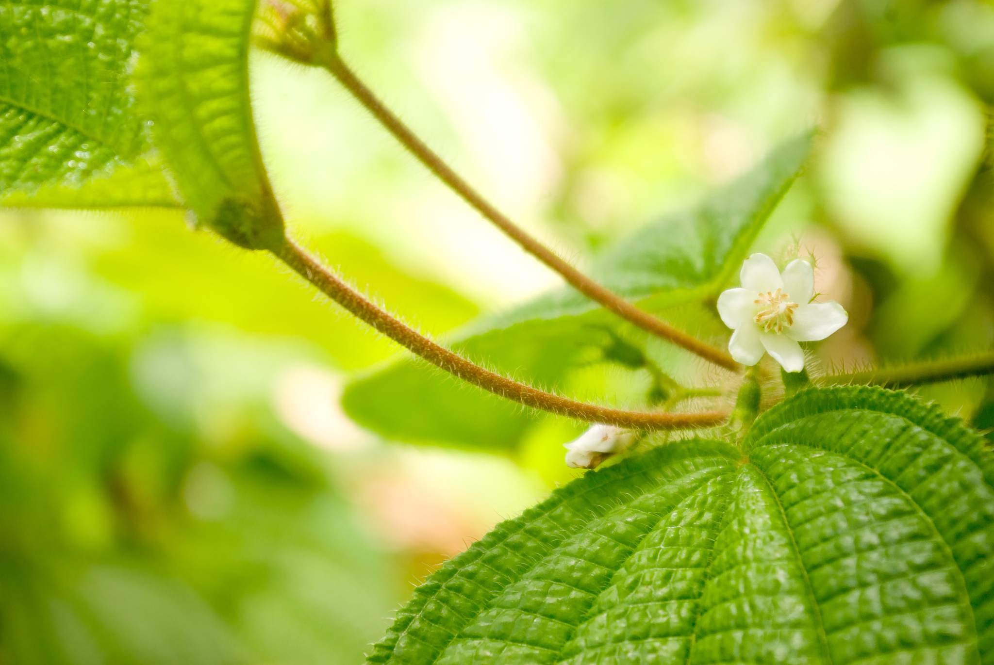 镁对植物的影响更详细