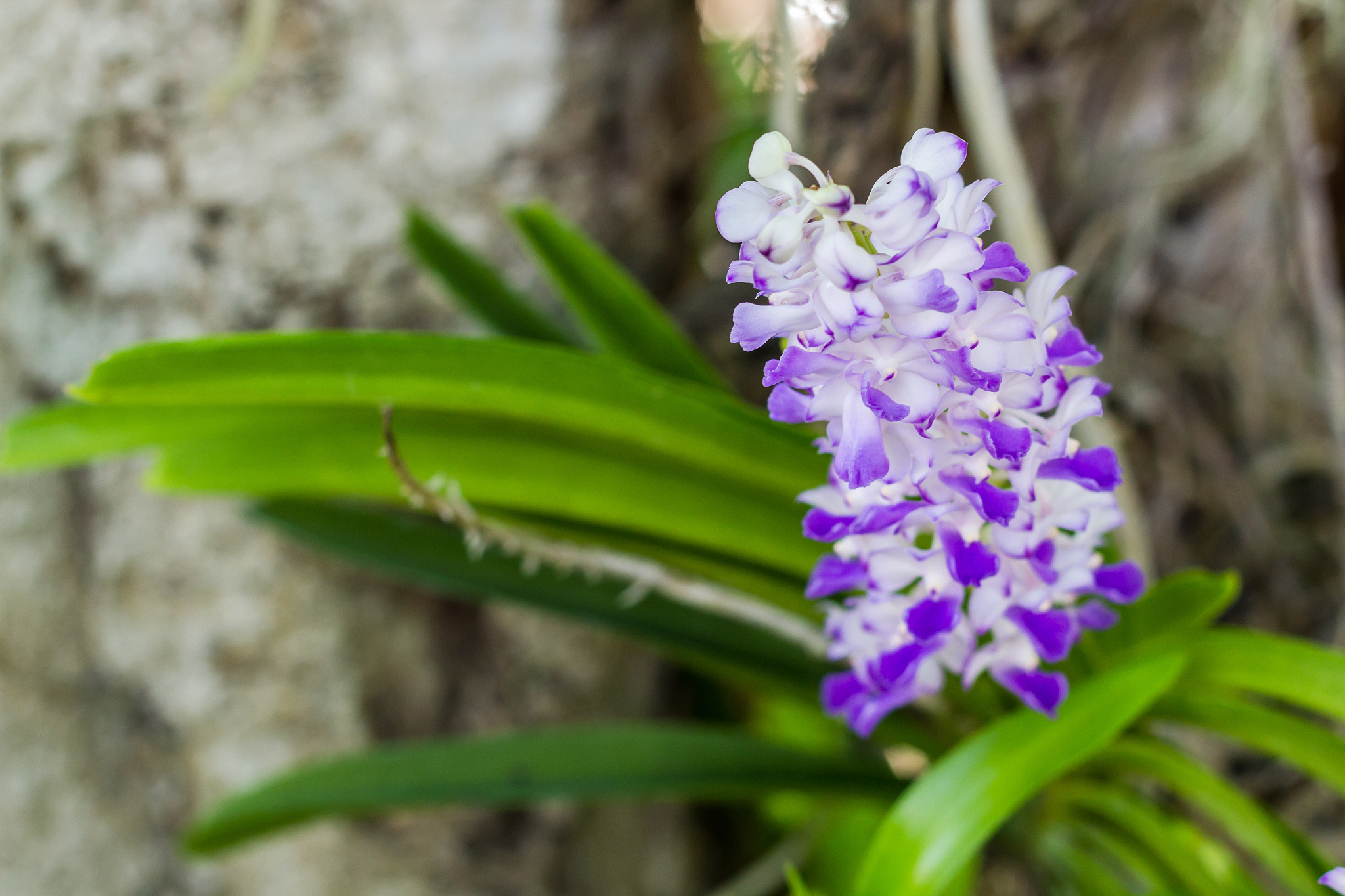 orchid