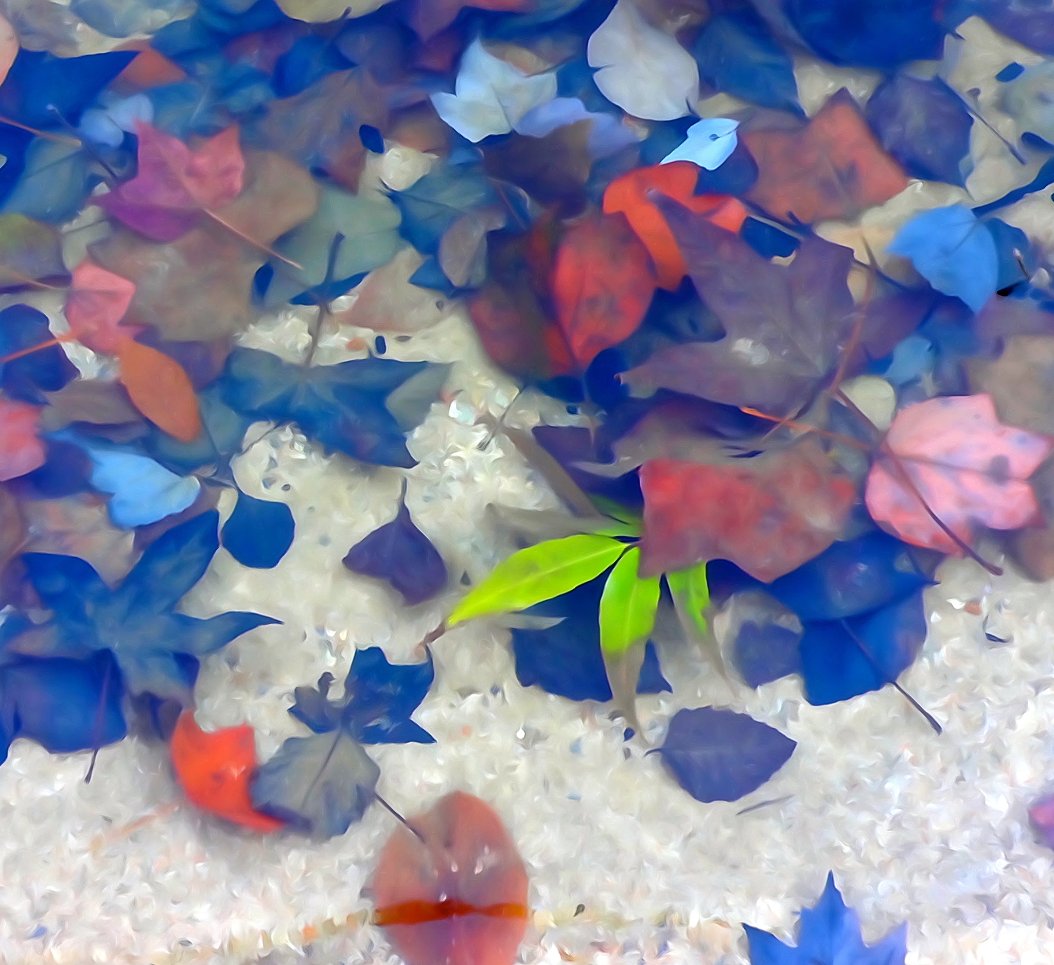 blue leaves on sandy bottom