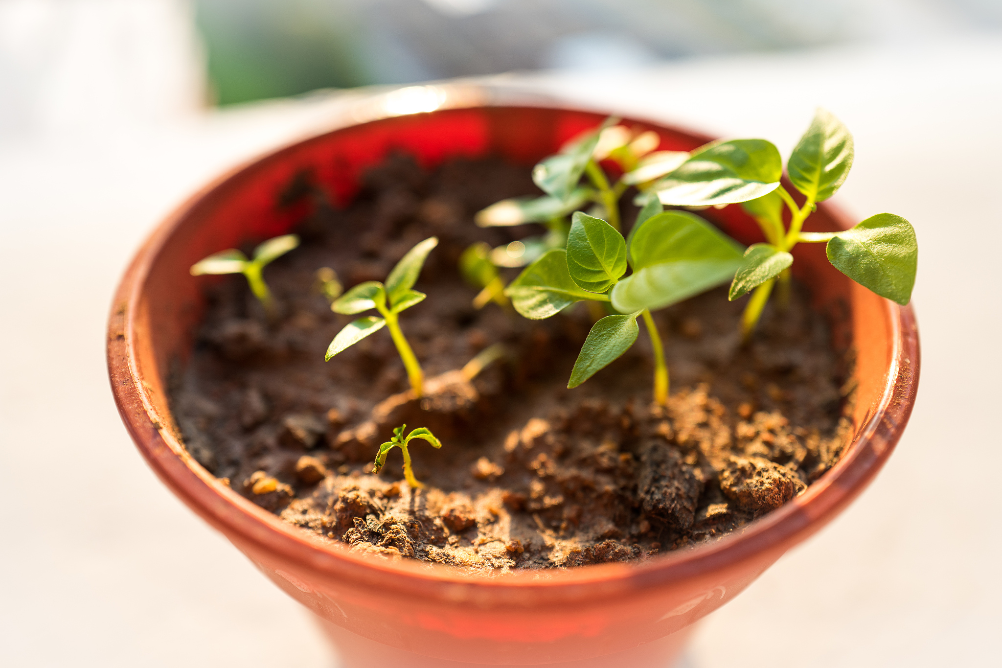 green tree sprout plants growin