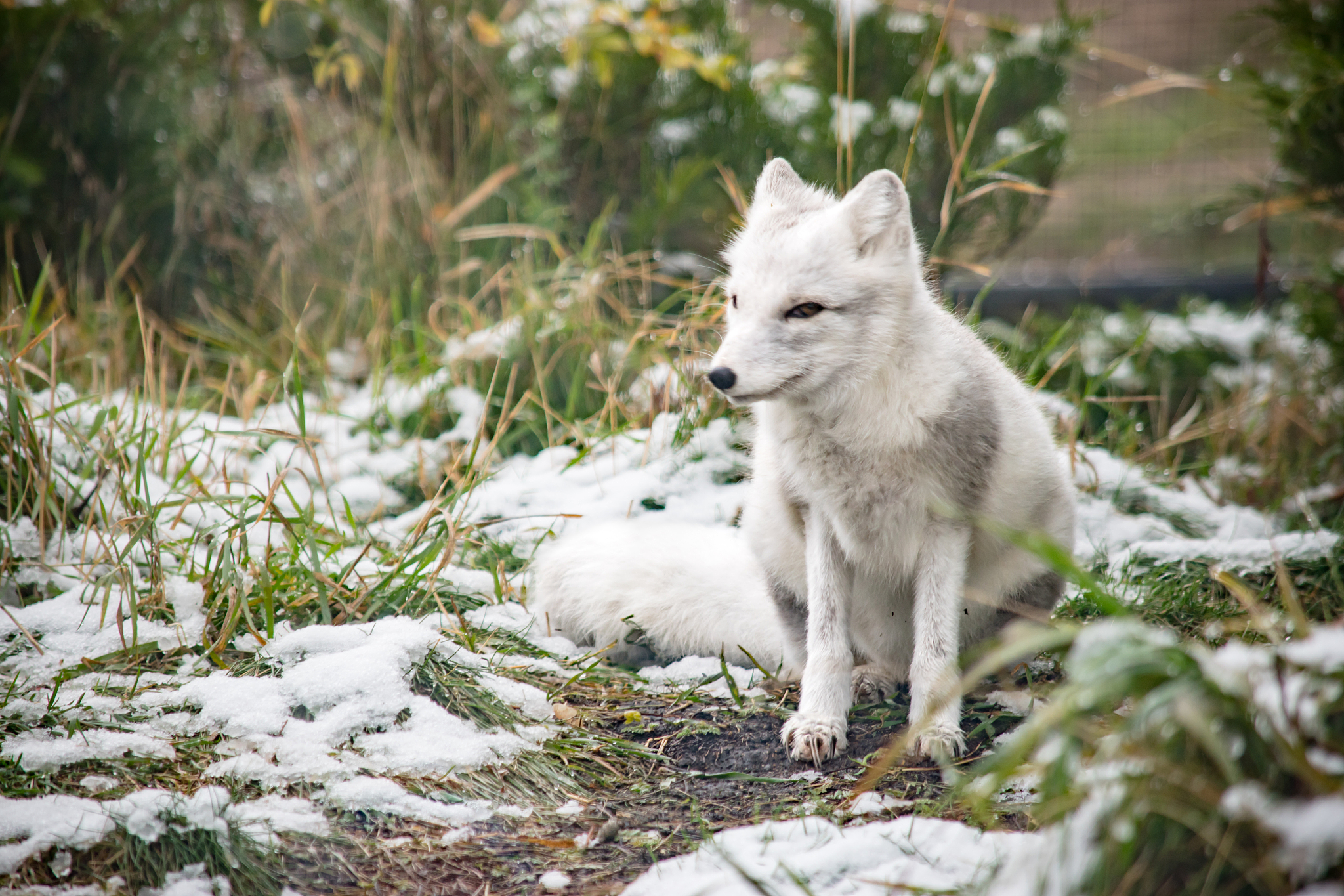 灰白黄柳狐各指什么