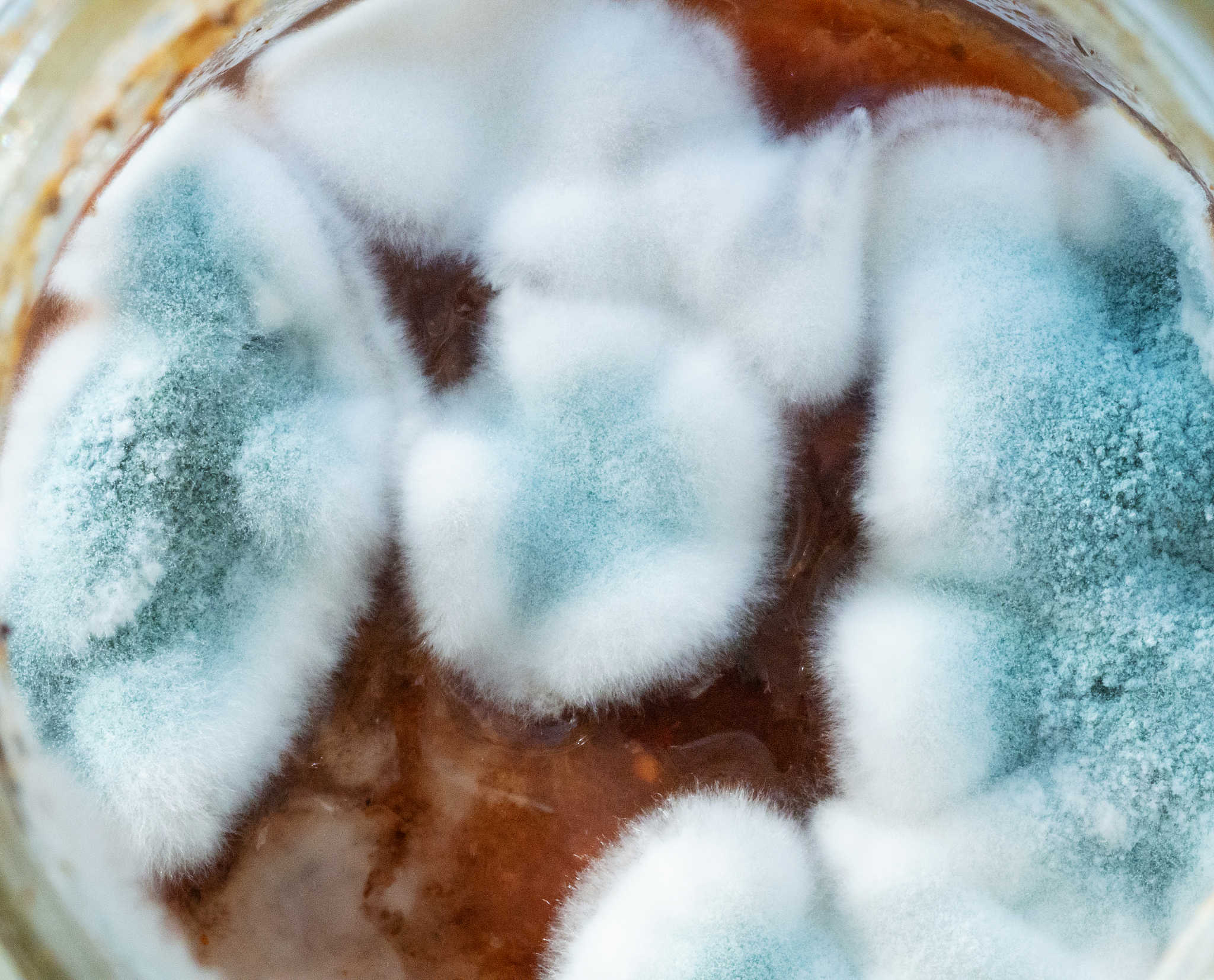 黄曲霉毒素致癌：你需要知道的预防措施