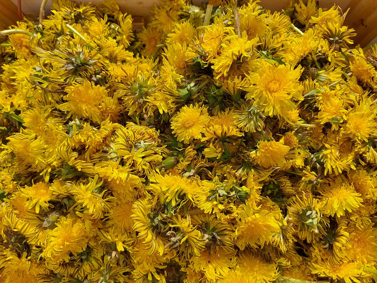 蒲公英根和菊花泡水喝的功效，