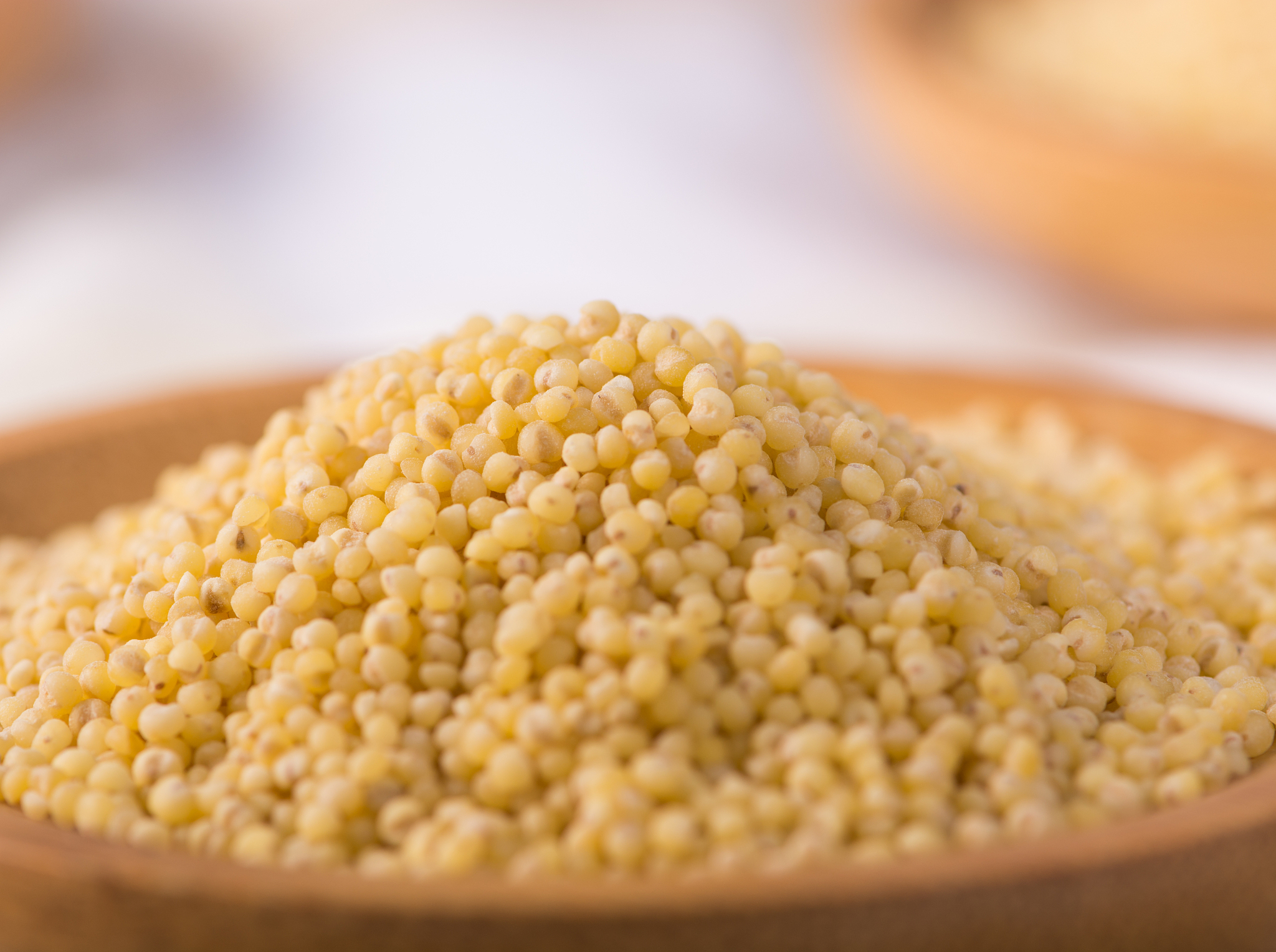 foxtail millet