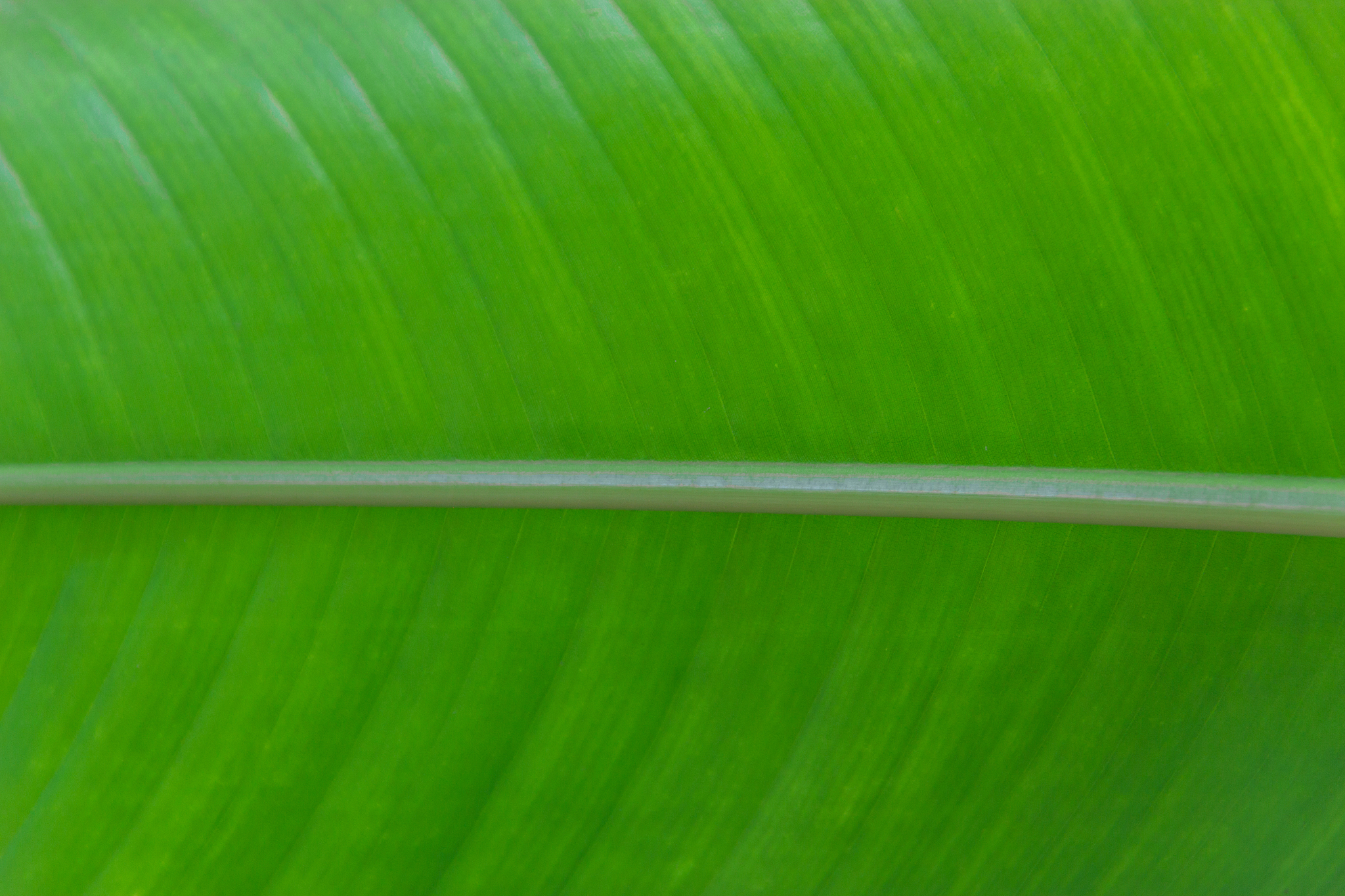 green leaf texture background