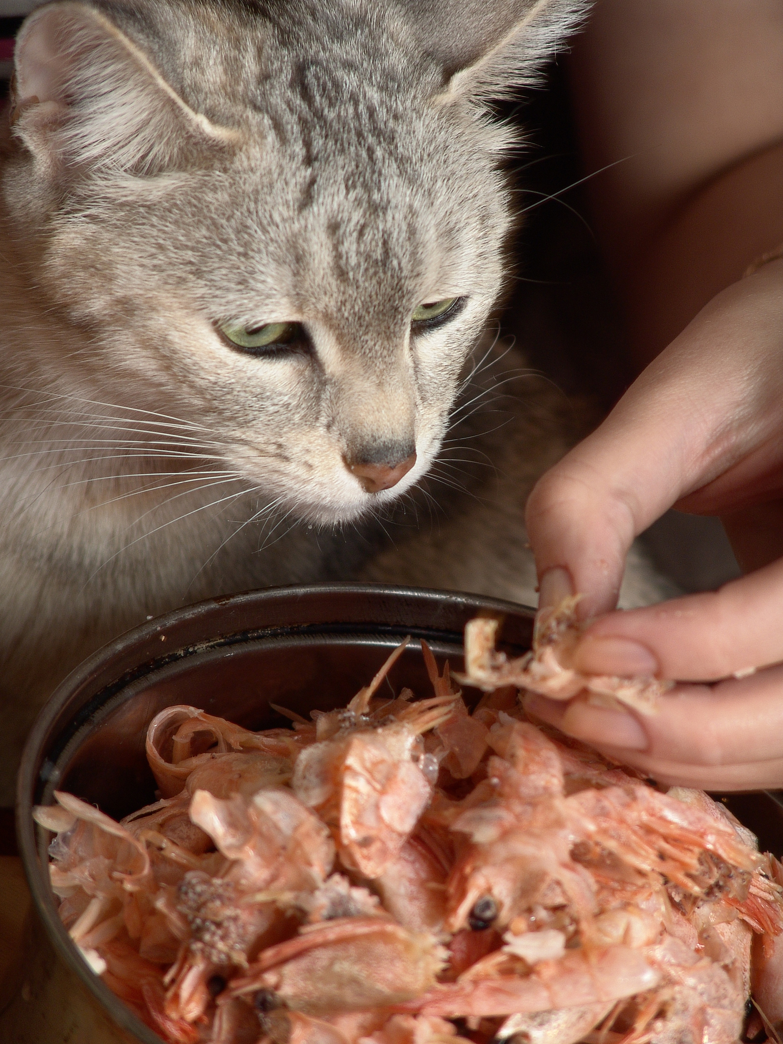 猫肉食谱 - 了解相关信息和道德考量