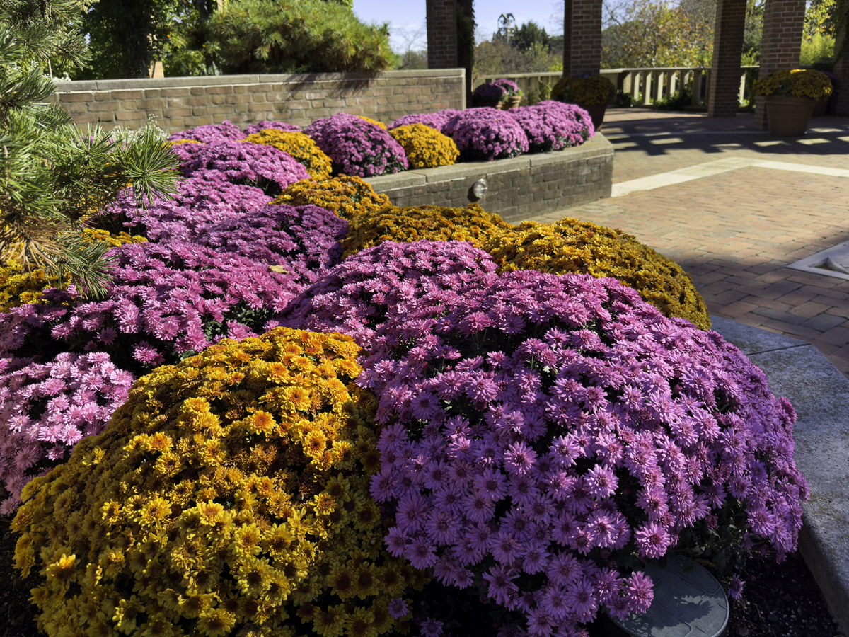 请650字博客文章主题是：菊花的品种