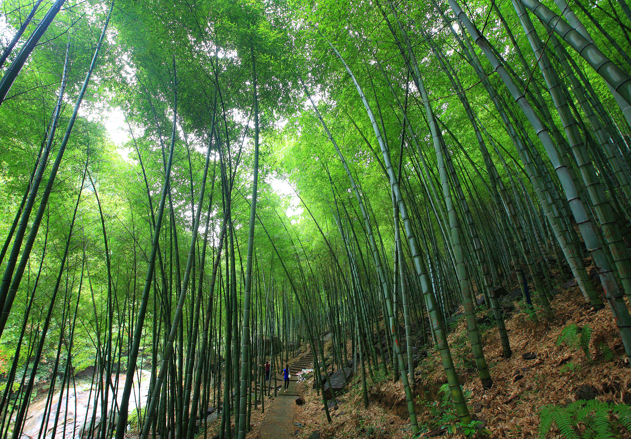 浙江省竹林