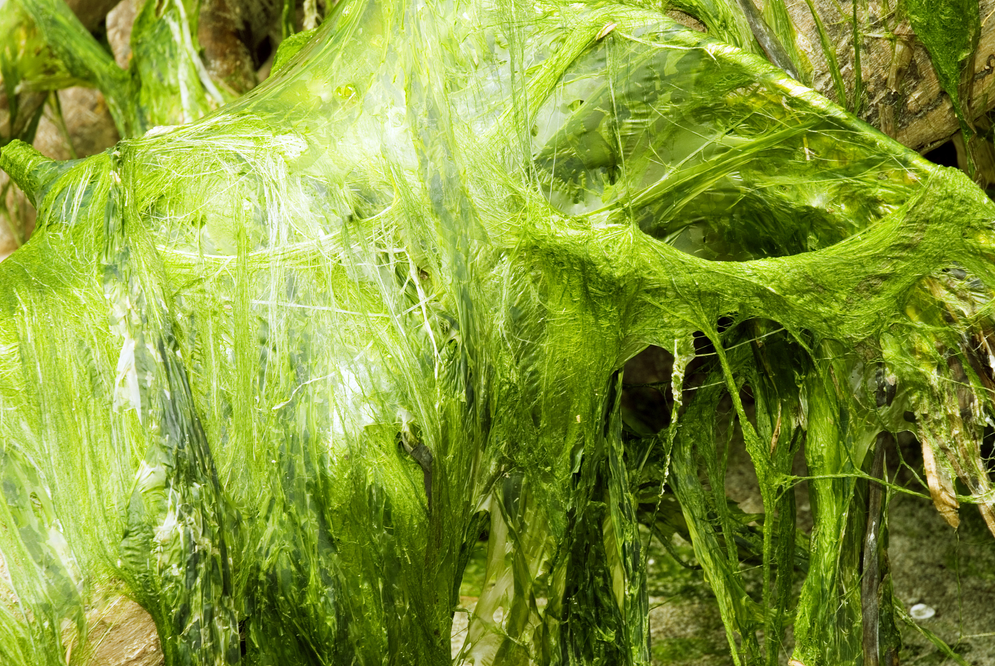 seaweed