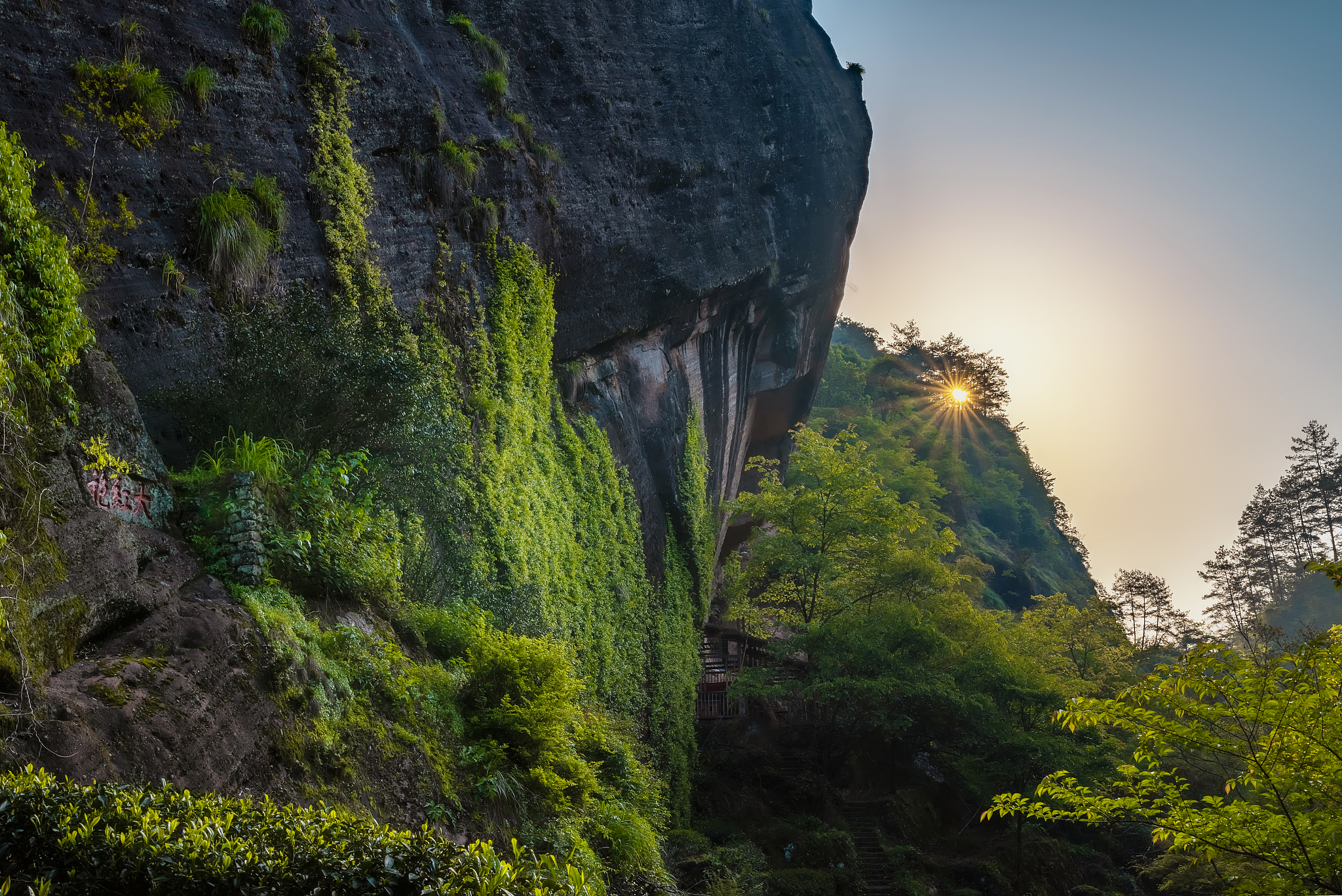 中国武夷山大红袍母树茶叶有没有被盗走过