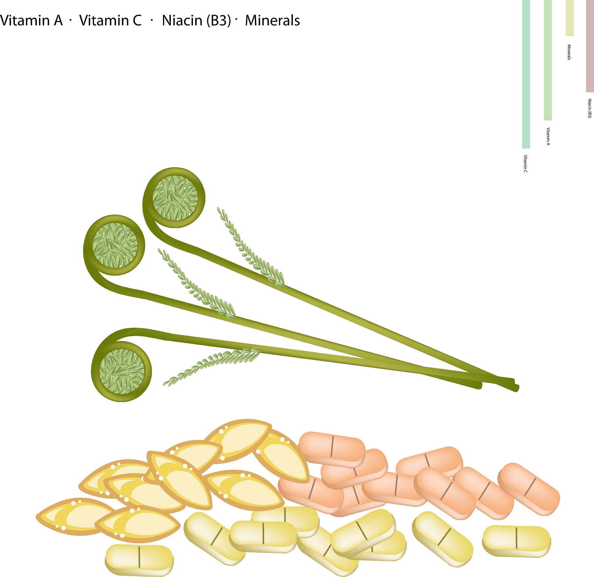 ostri<strong>c</strong>h fern with vitamin a vitamin c and vitamin