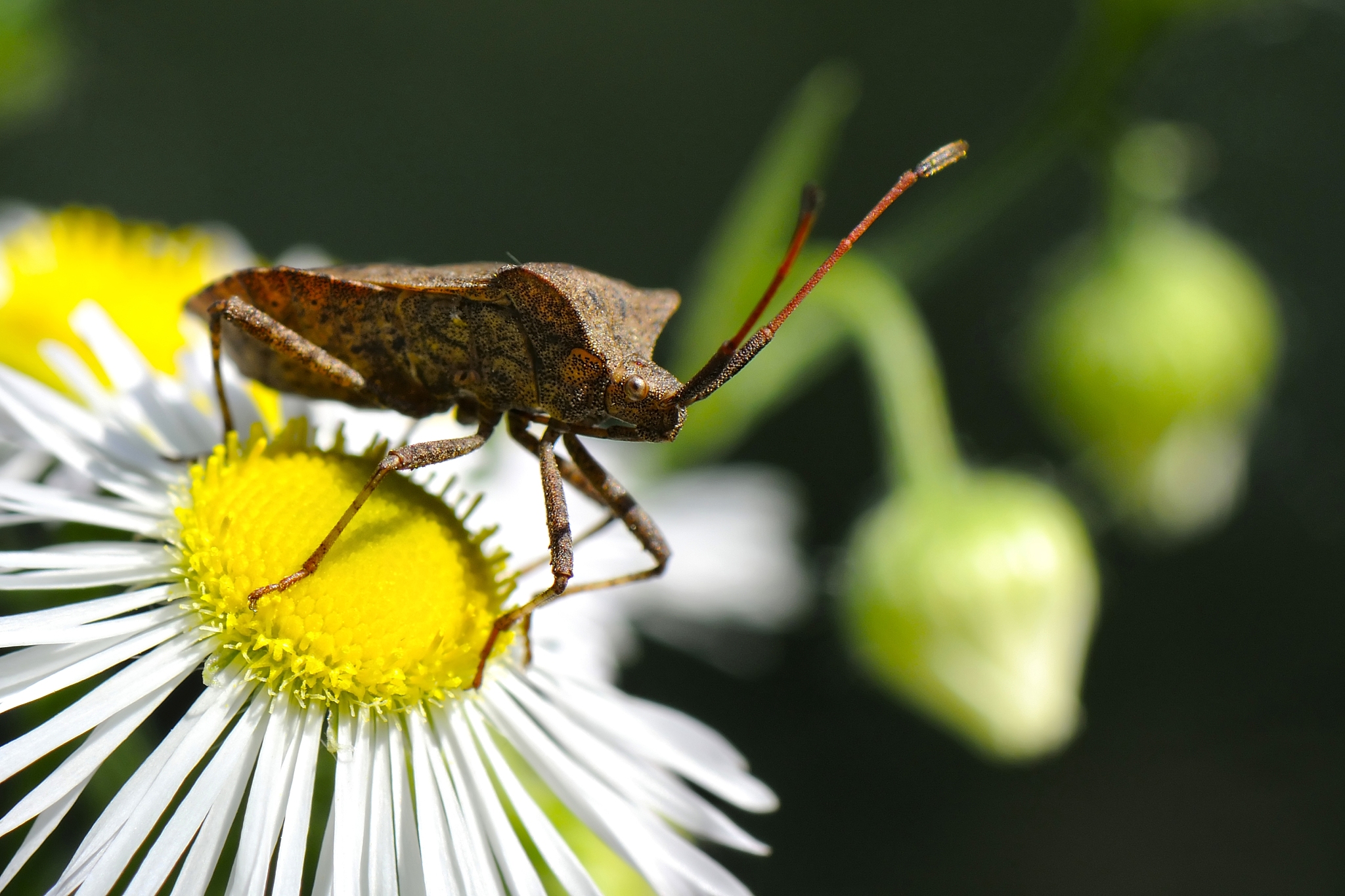shieldbug
