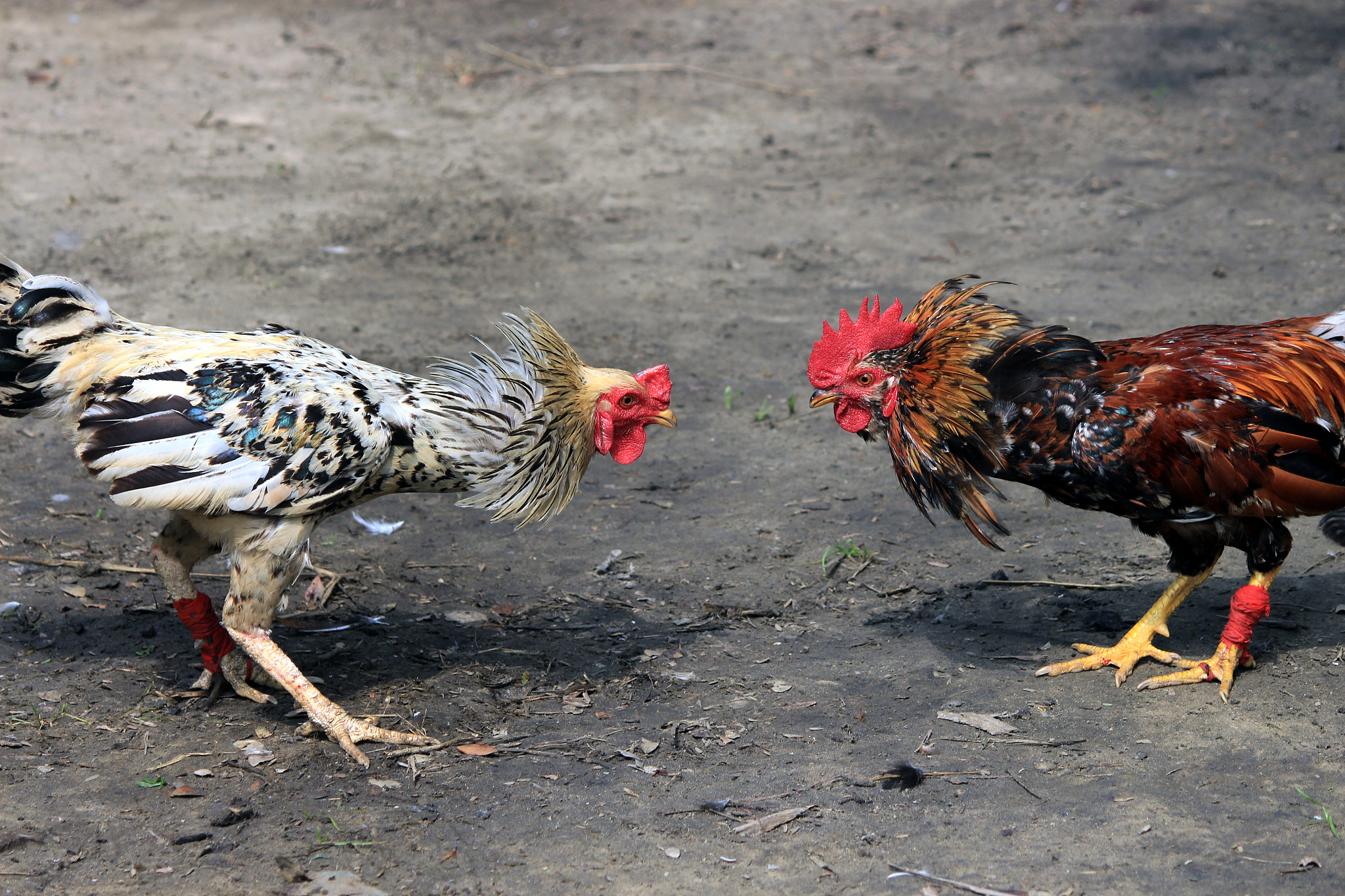 fighting chicken.