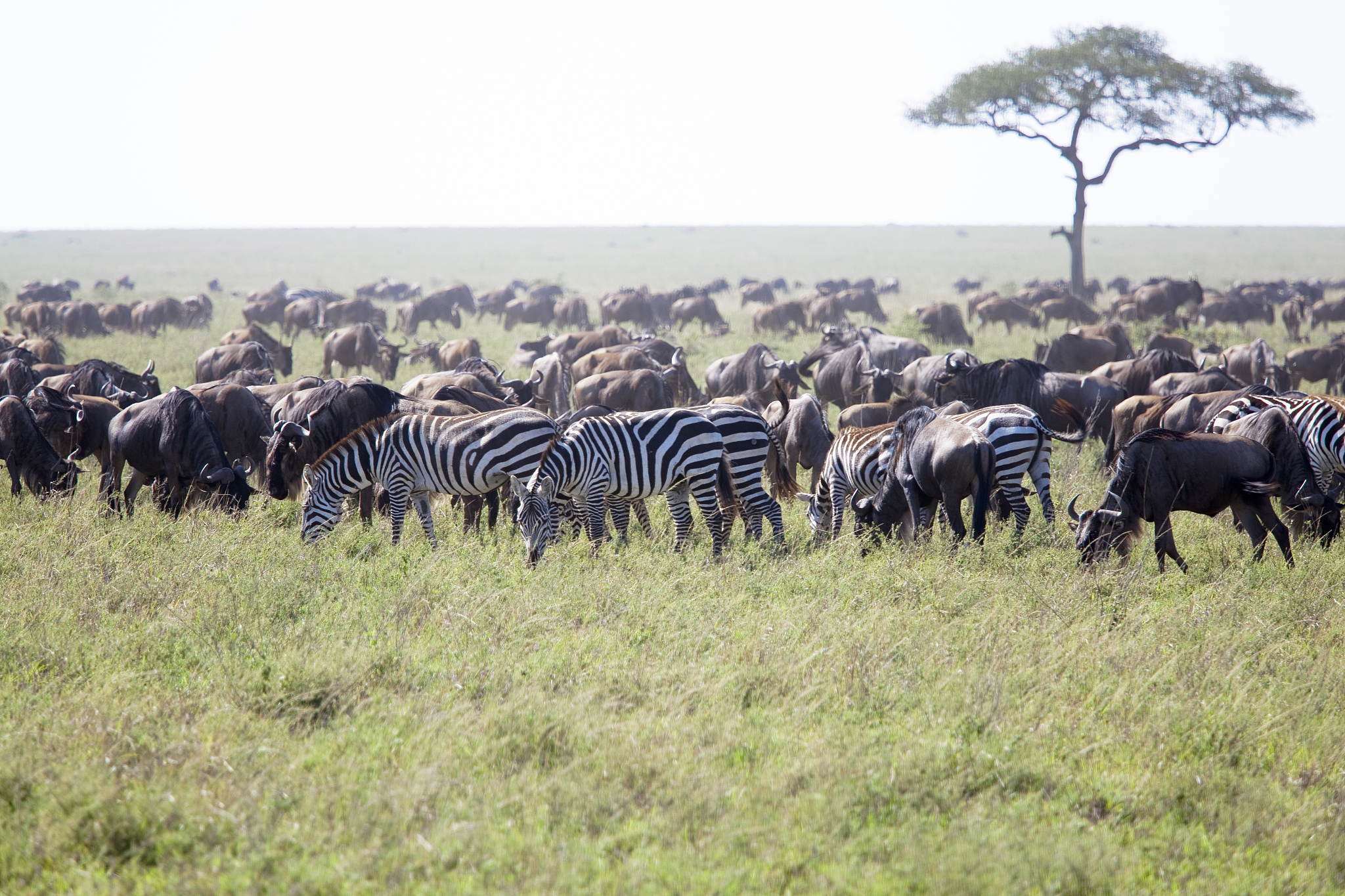 herd of wildebeests and zebras in serengeti