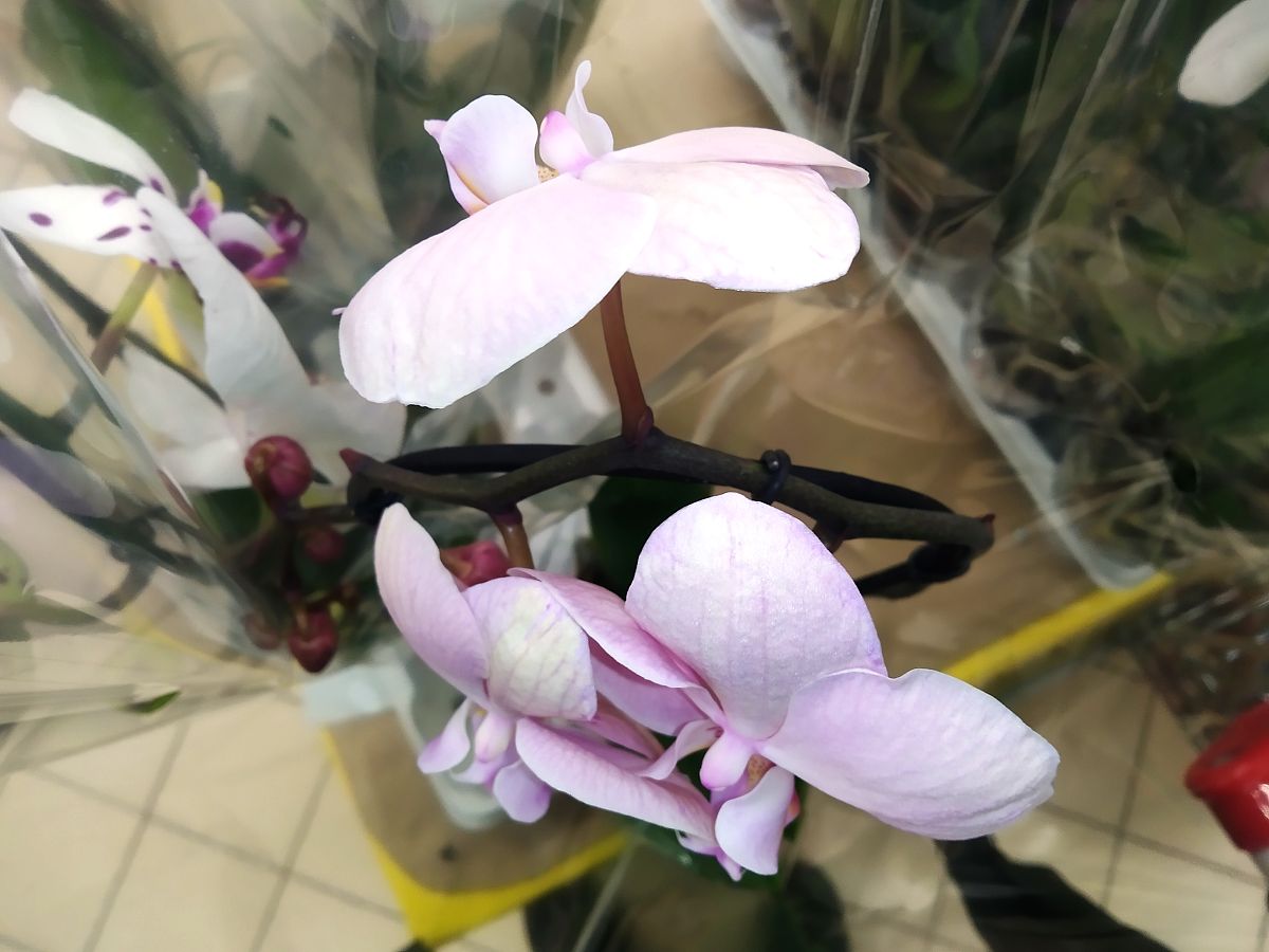 花儿：植物的繁殖奇迹 - 形状、颜色、香味与功能