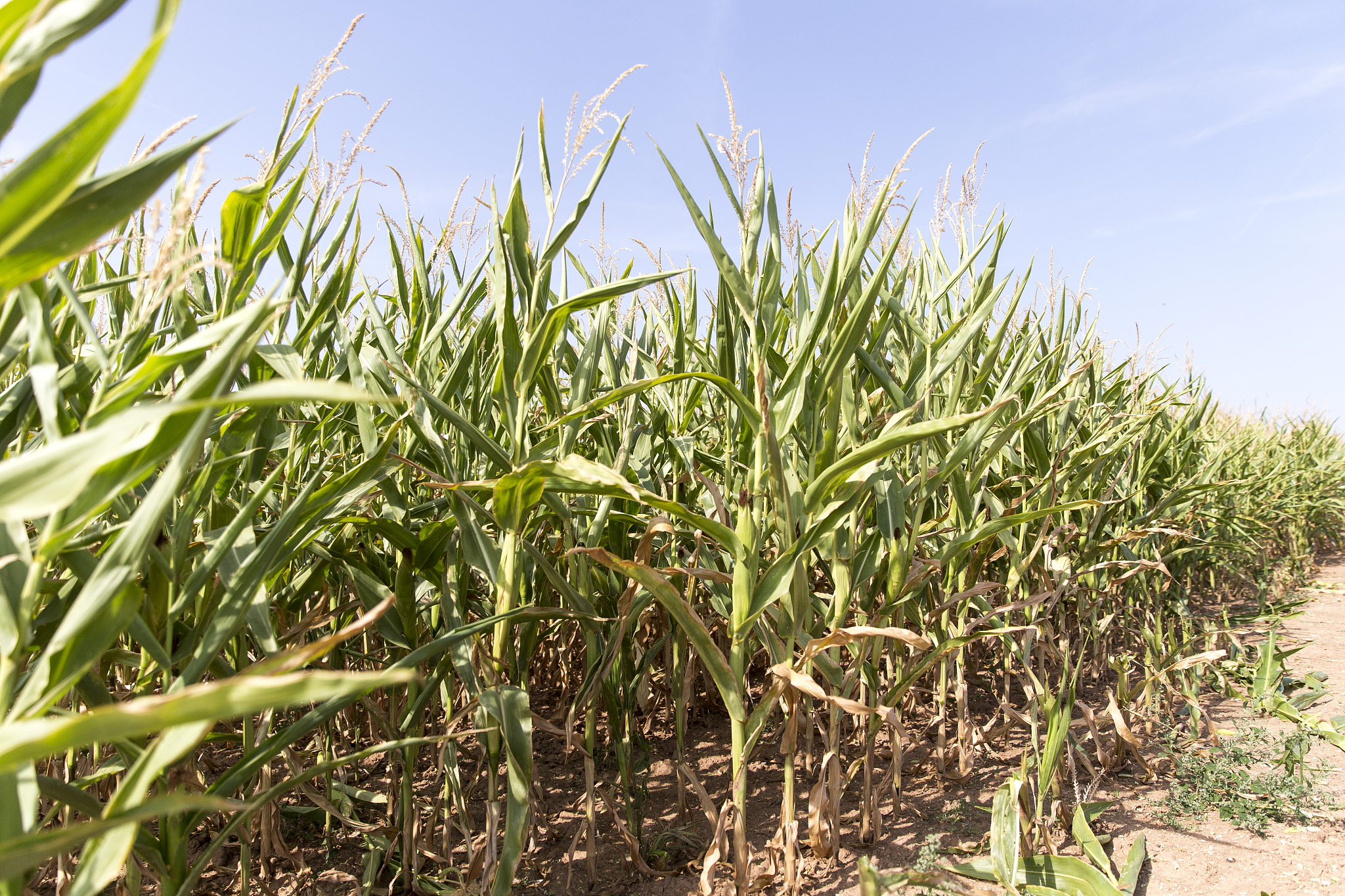 翻译下面的句子Positive response of maize husk traits for improving heat tolerance during flowering by alleviating husk inside temperature
