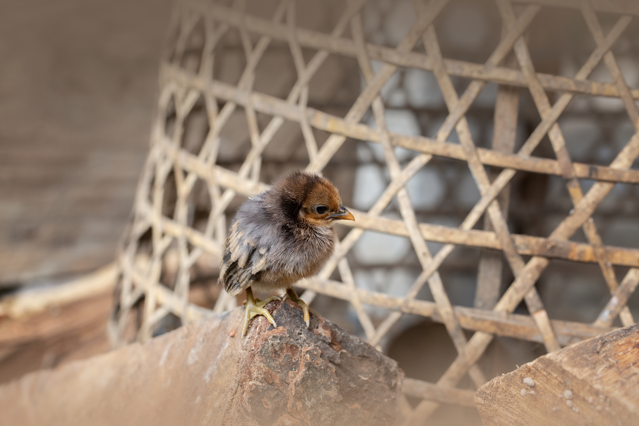关于麻雀的相关知识