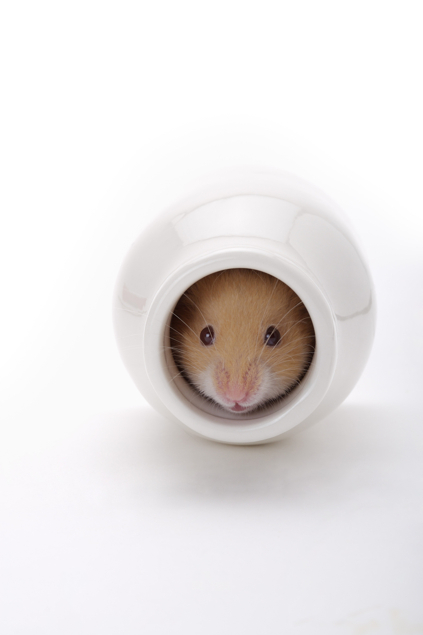 《飞》角色：鼠鼠鼠爸鼠妈故事：鼠鼠出生了鼠爸和鼠妈给她取名飞飞。鼠鼠问爸爸妈妈为什么自己叫飞飞她只是一只鼠鼠并没有翅膀。鼠爸鼠妈告诉她希望她飞的更高飞的更远飞出我们这个小地方。鼠鼠不想她想和爸爸妈妈永远在一起。上学之后鼠鼠拥有了翅膀她想飞的更高飞的更远。她飞啊飞她飞的越来越远。她遇到了很多烦恼和困难她开始想念她的小窝想念鼠爸鼠妈。她决定回家。她发现鼠爸鼠妈变了毛变白了背变弯了。续写这个绘本故事