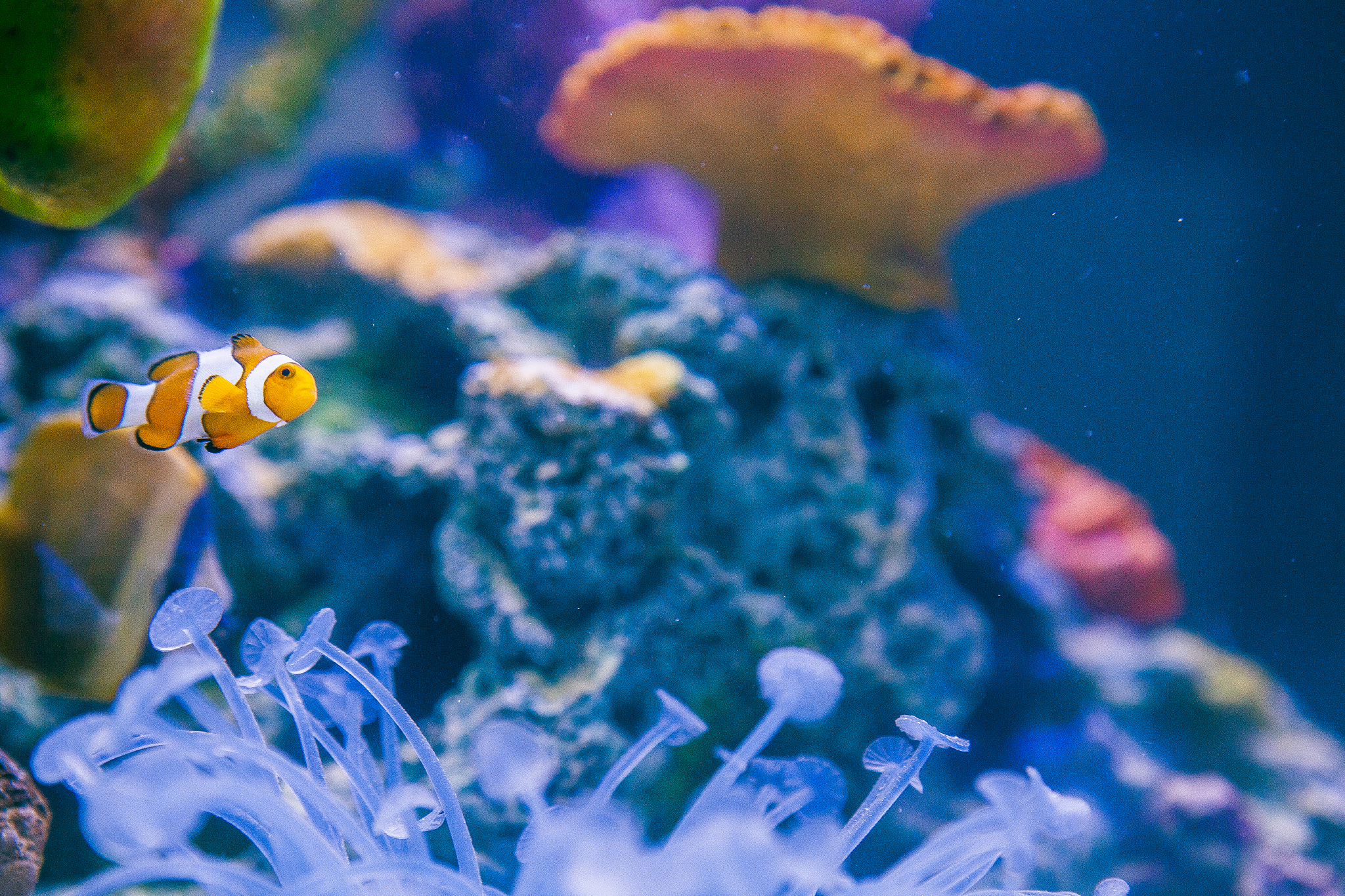 marine fish