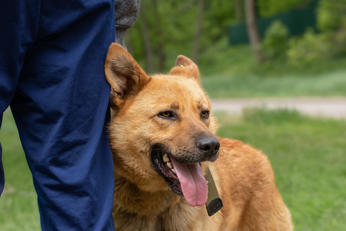 解密狗狗心语：读懂宠物行为，拉近彼此距离