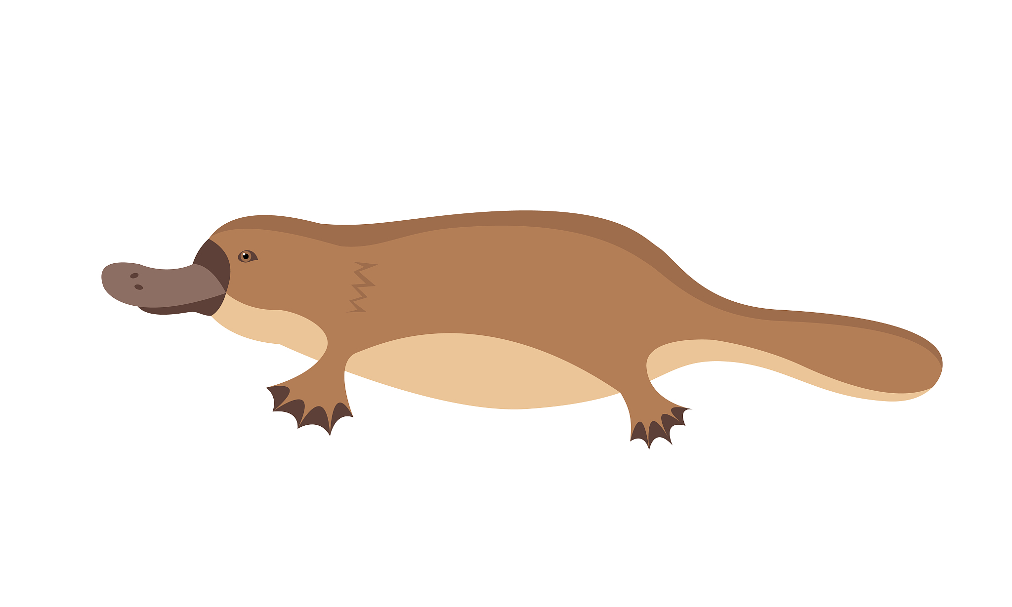 鸭嘴兽：进化奇迹，濒危物种