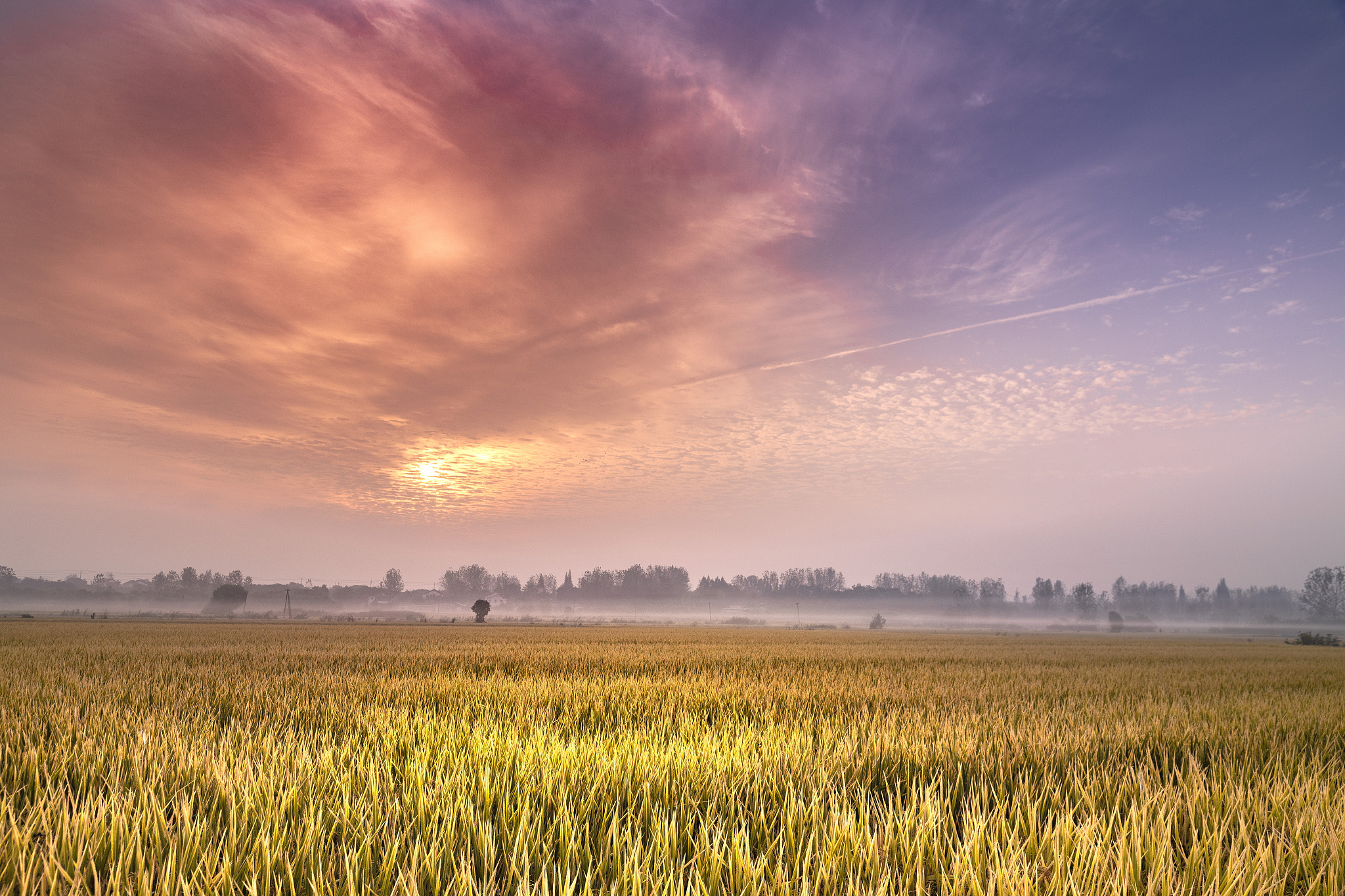 小学语文五年级上册课文《桂花雨》的两课时教案