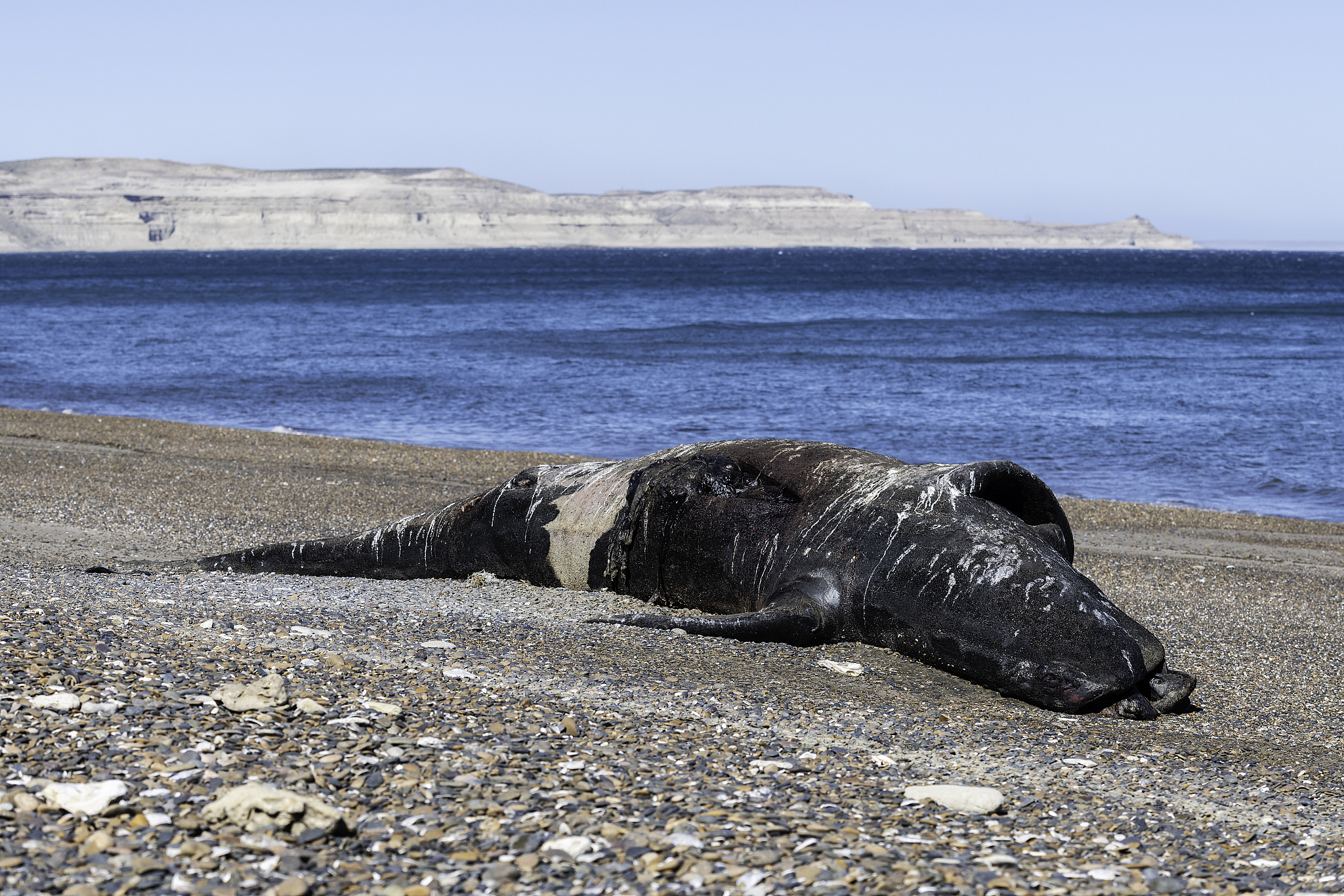 紧急救援！露脊鲸再次被困美国东北部海域，环保组织呼吁采取行动