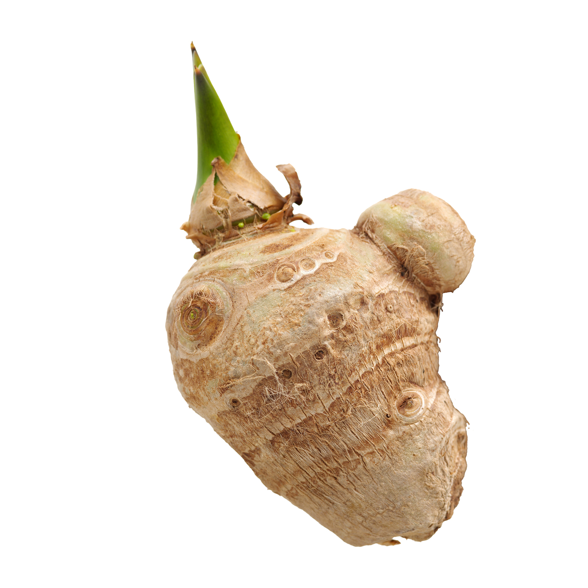芋头长出白色须能吃吗？营养美味，不用担心！