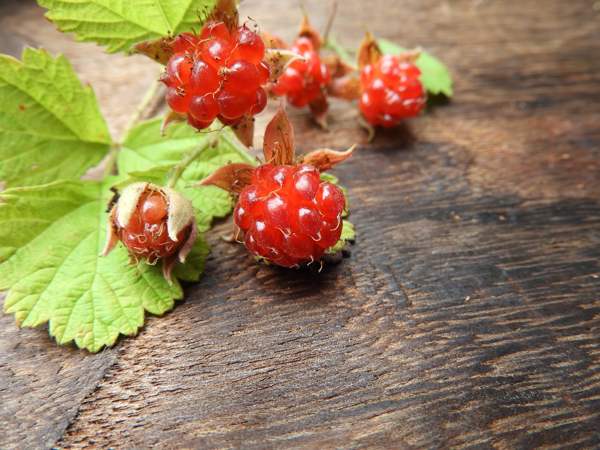 wild strawberries 7
