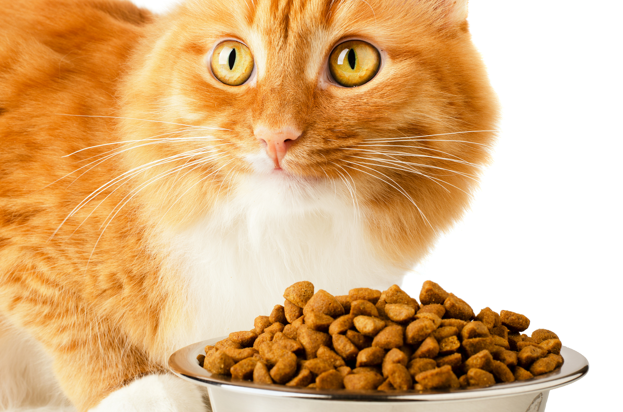 beautiful ginger feline cat eating on a metal bowl isolated on a