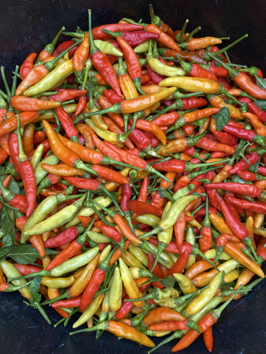 辣炒泡豇豆的做法：早餐配粥小菜，香辣开胃！