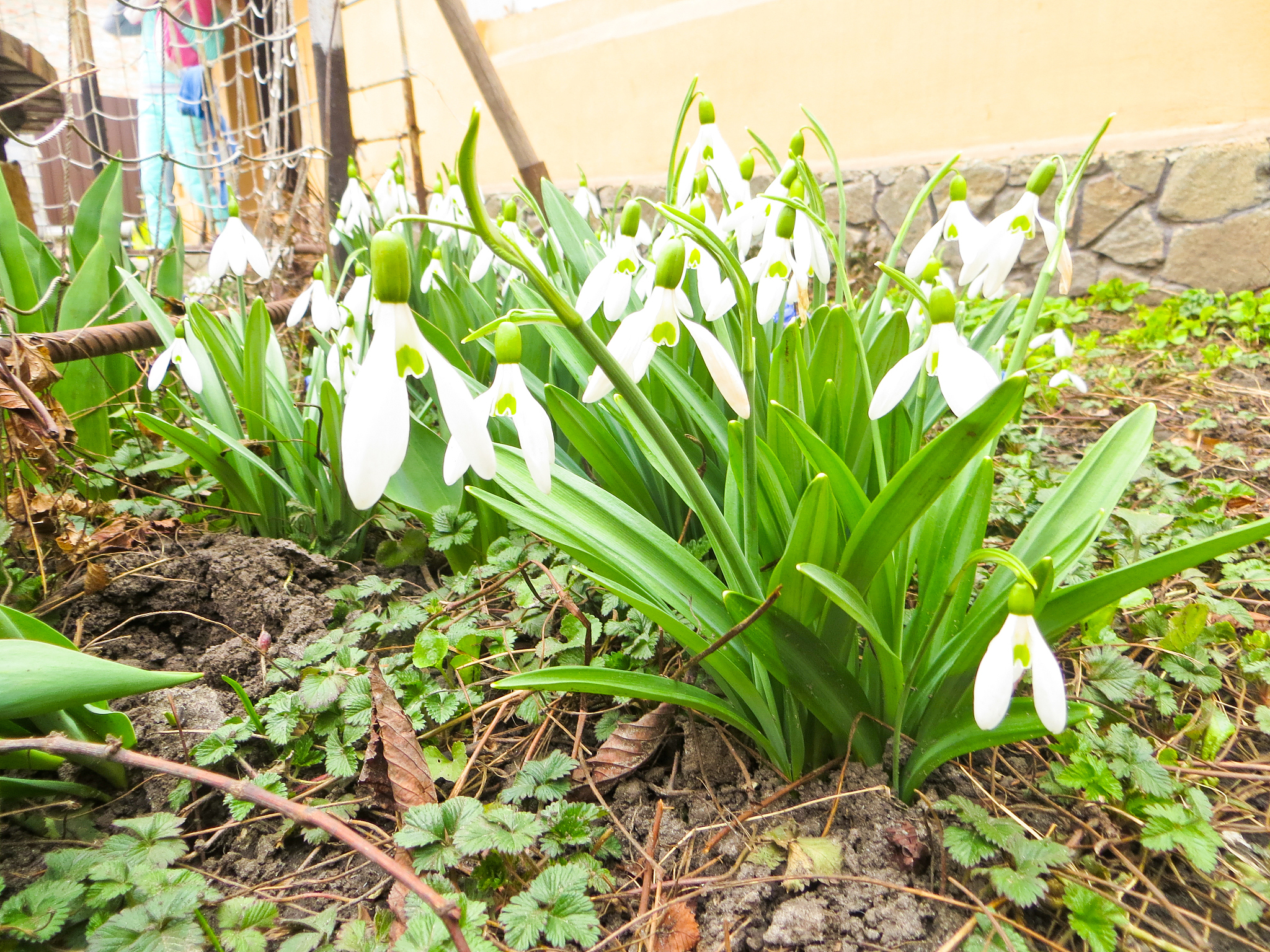snowdrops on early spring