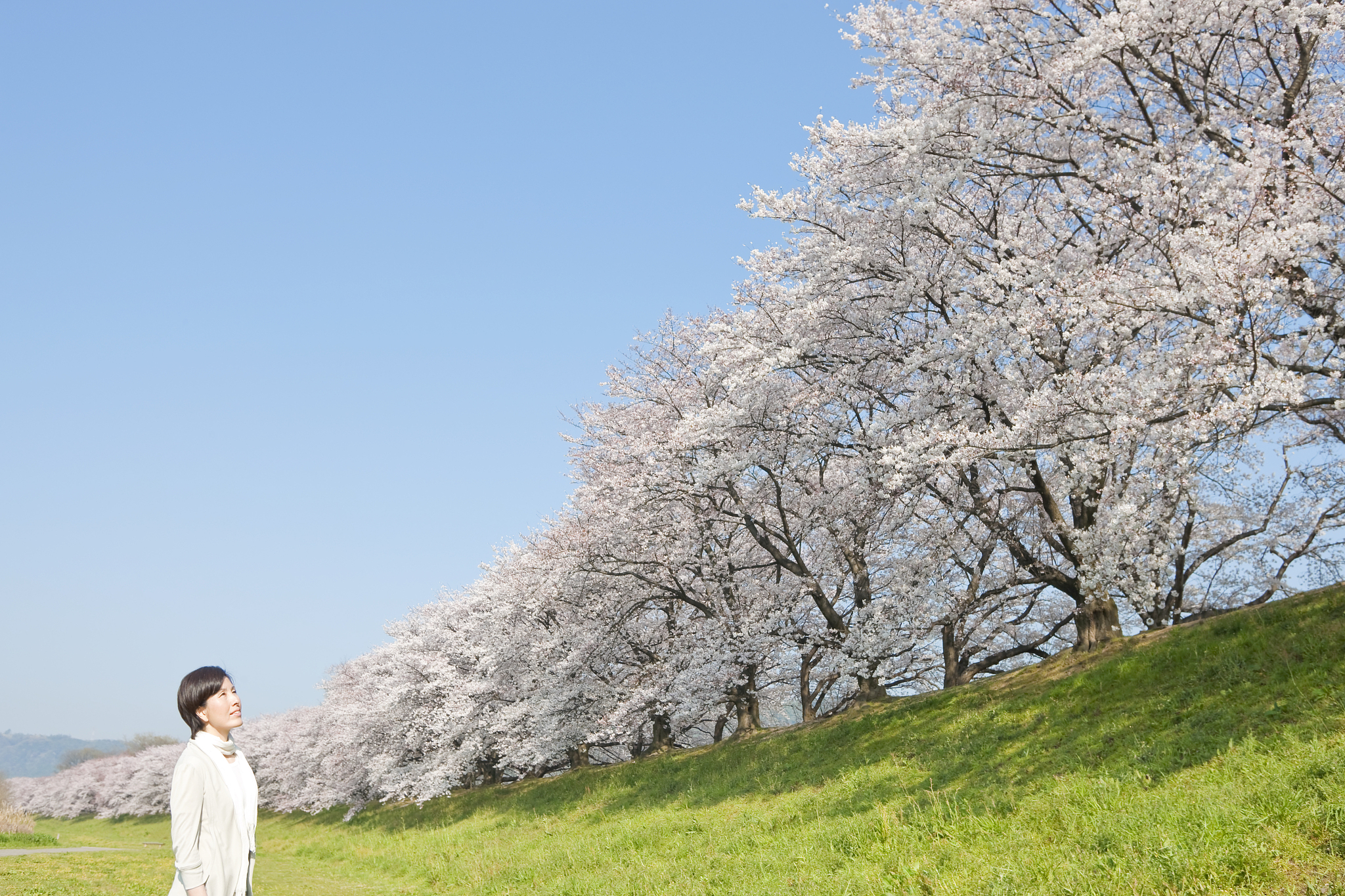 cherry blossoms and women
