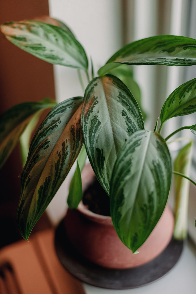 彩虹竹芋能放在卧室吗