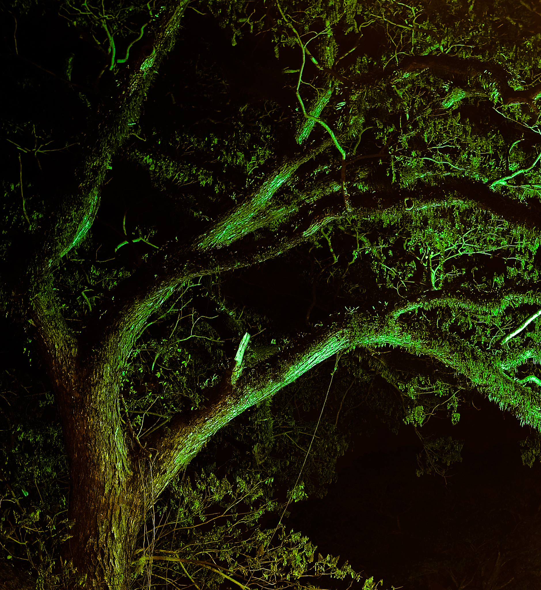 利用太阳光诱导叶绿素荧光（SIF）监测作物生长及预测产量研究进展