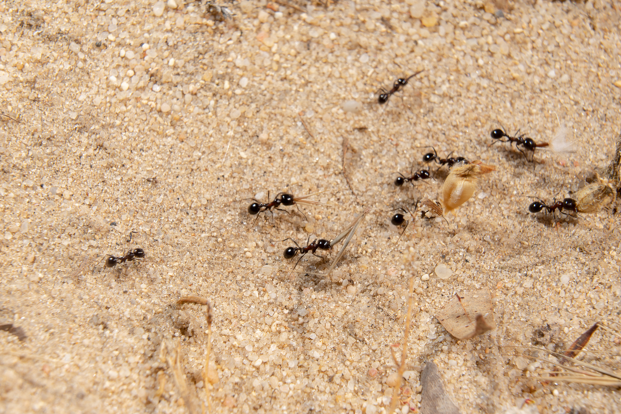small group of ants