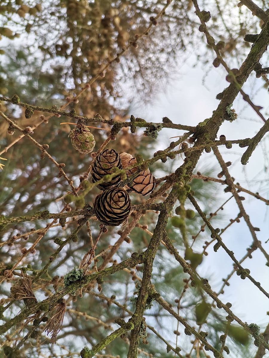 眼睛哪个结构负责感受强光和辨别颜色？