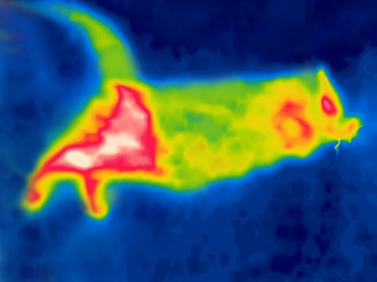 MODIS 遥感技术区分赤潮和泥沙的原理