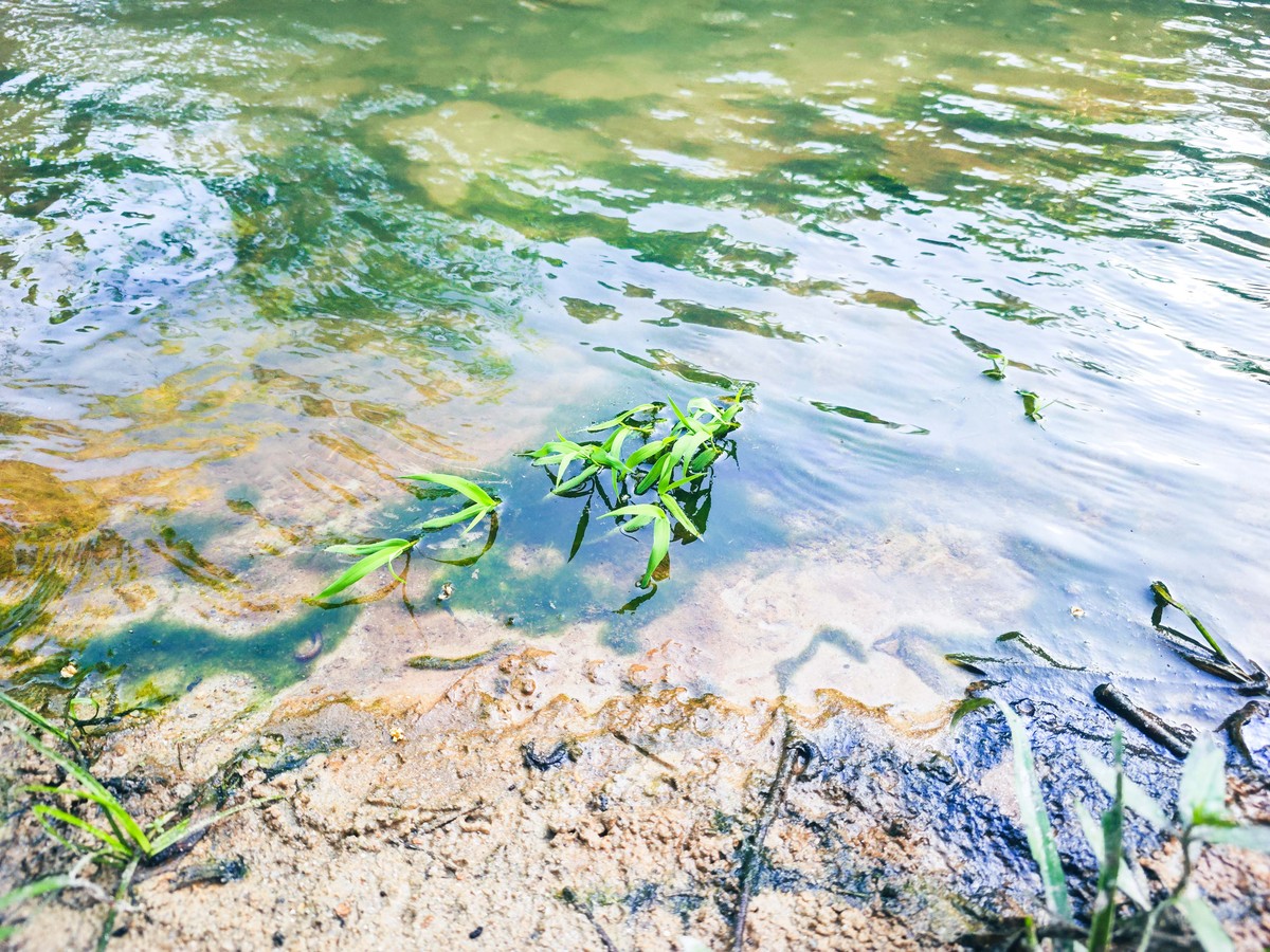 创新创业：湖泊氮磷元素清洁器——高效解决水体富营养化问题